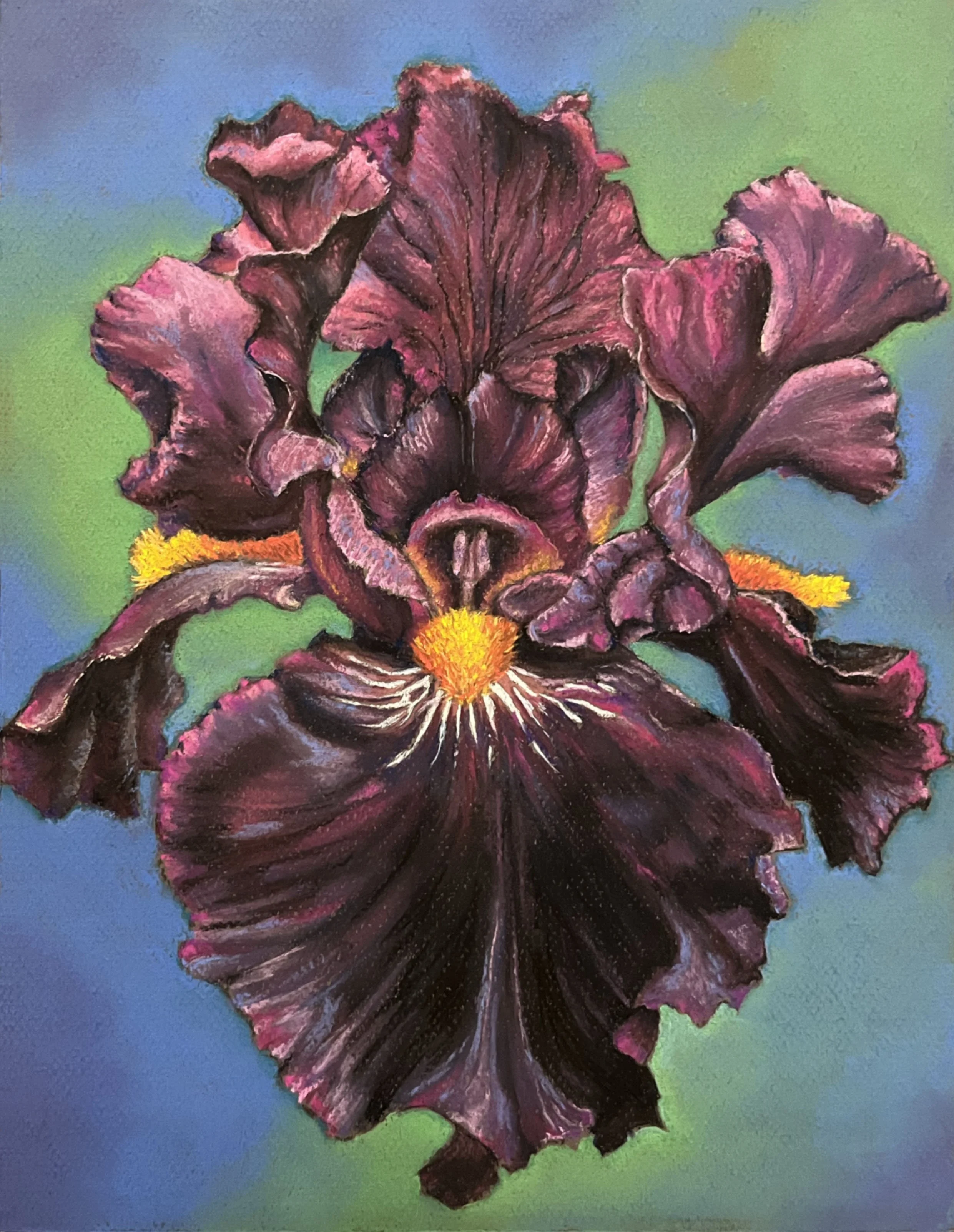 Dracula's Kiss Iris 2023