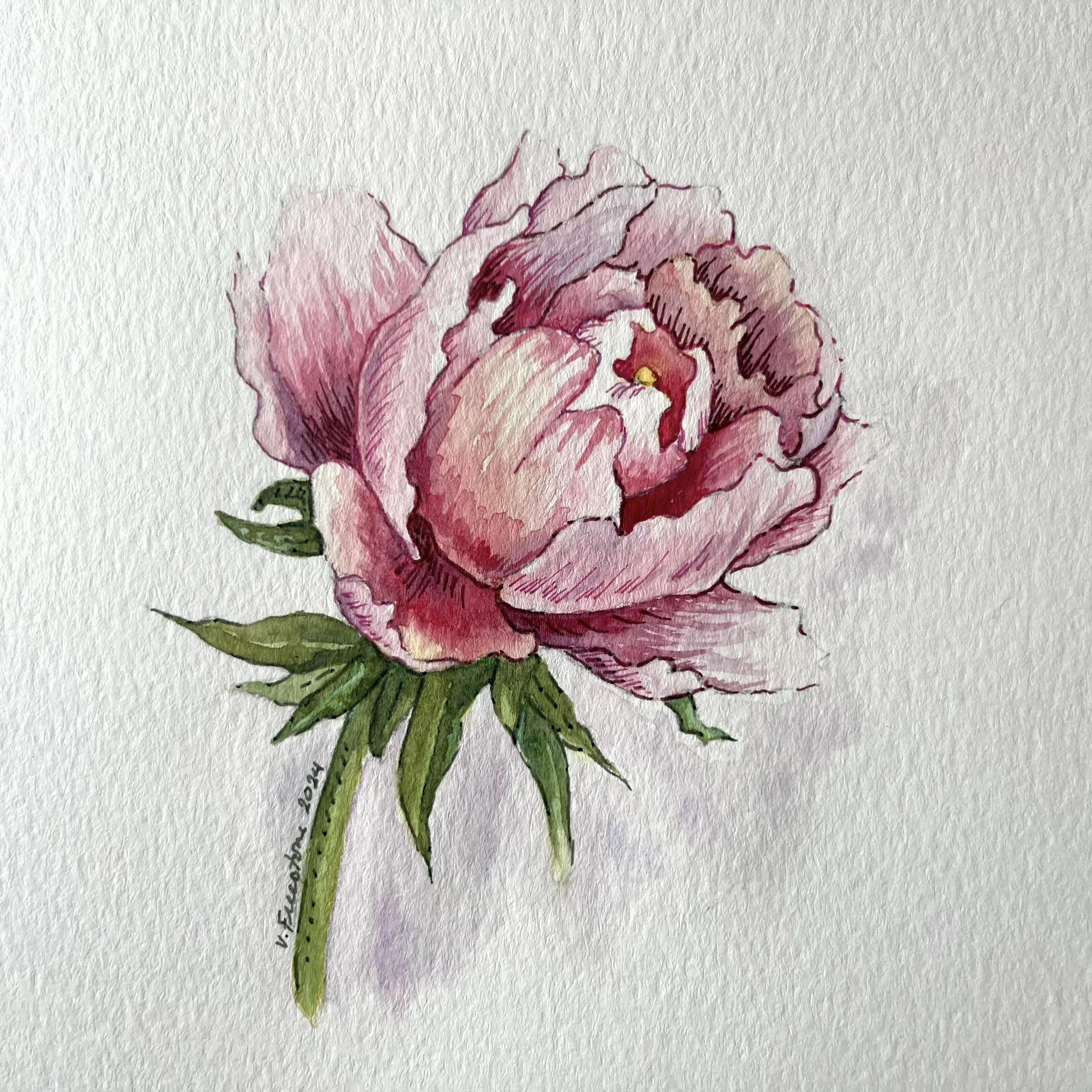 Amber's Peony 2024