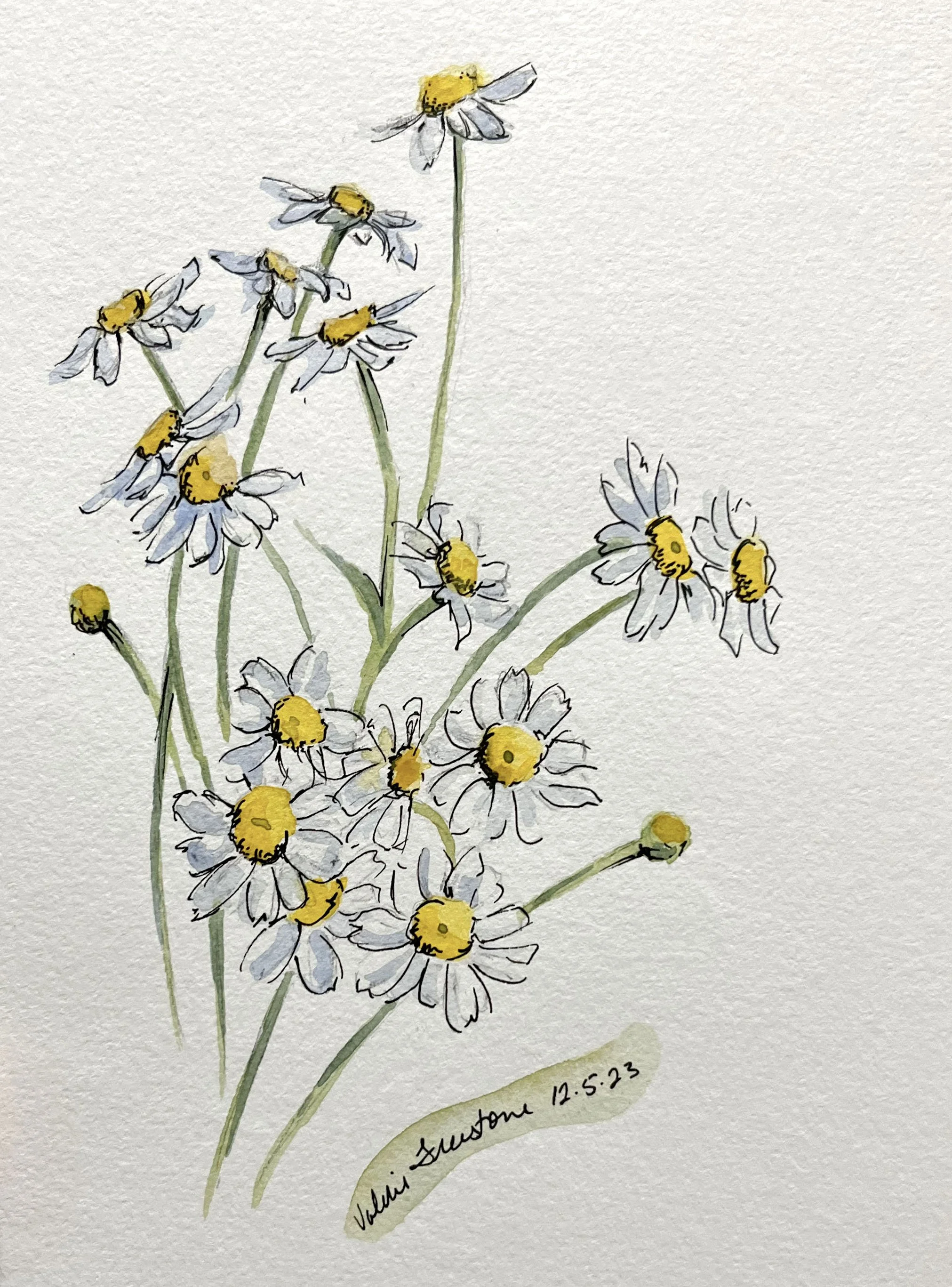 Spring Daisies 2023