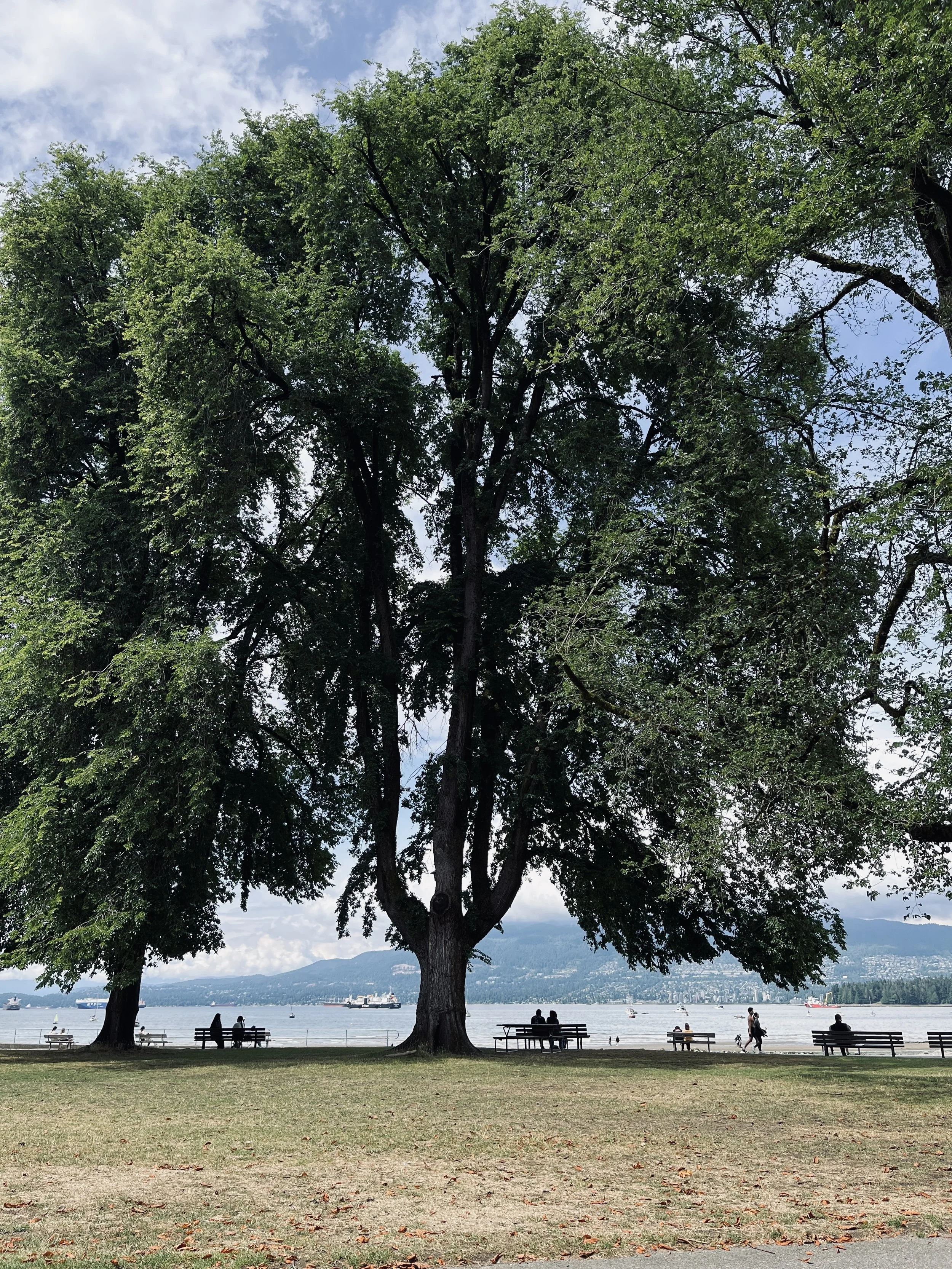 Constellation of Cultural Knowledge - Kitsilano, Vancouver B.C.