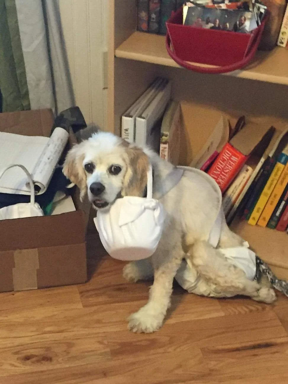 Even though he wasn't invited, Jack REALLY wanted to be a flower dog in our wedding!