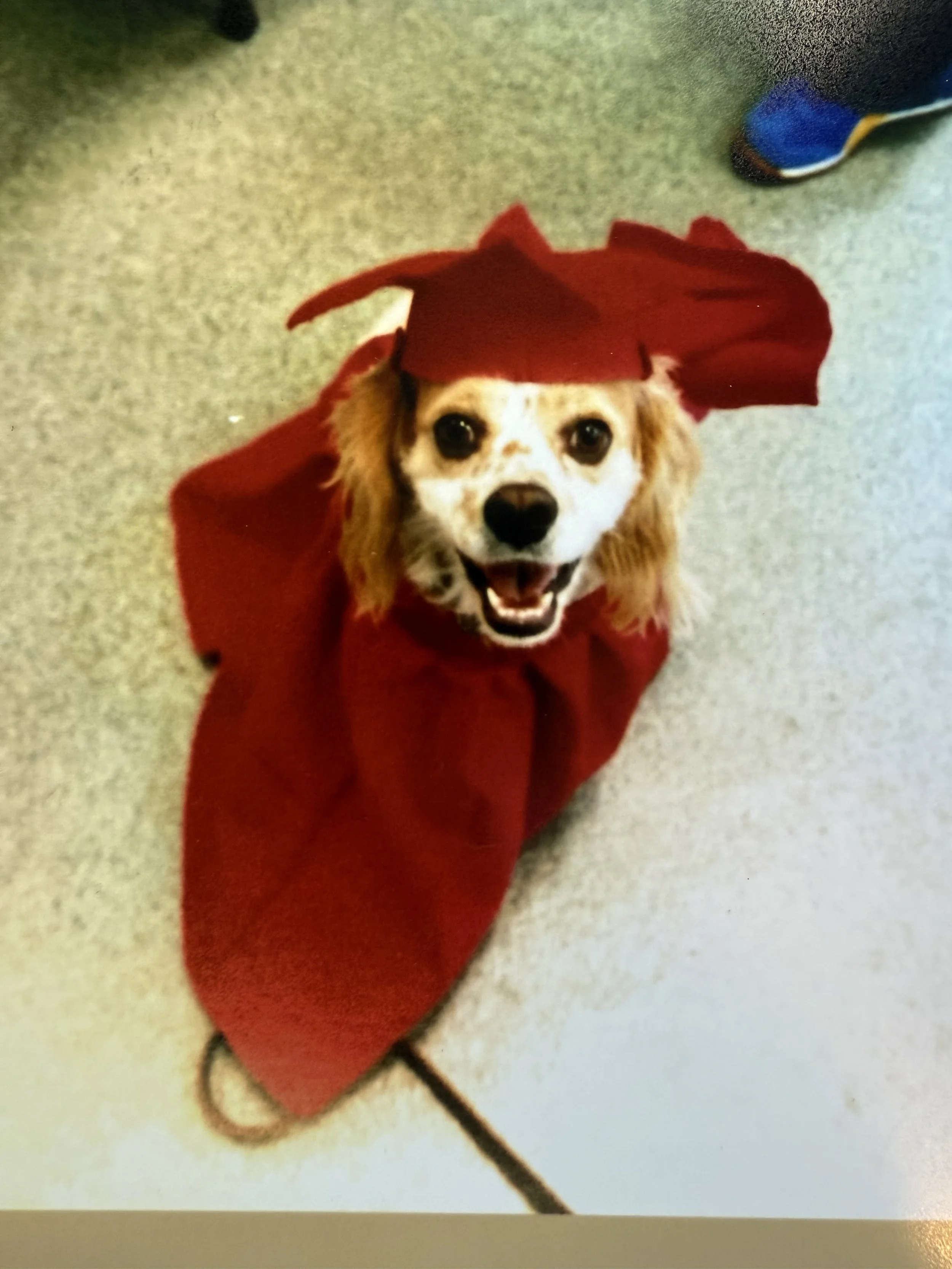 Before he was paralyzed, Jack graduated from dog obedience school! He was the star of his class ;)