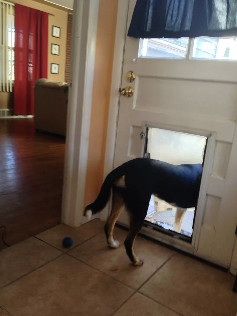 Once Jack saw Chloe using the doggie door, he suddenly had an idea of his own!