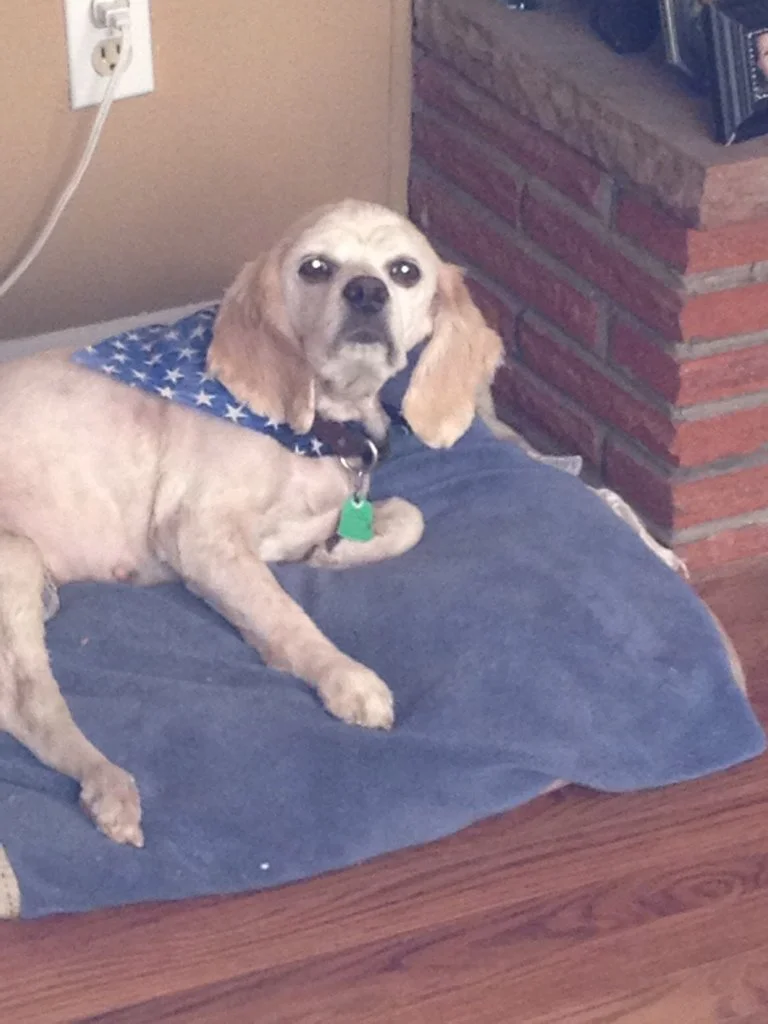 Jack the Dog!