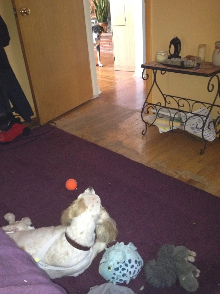 Even though she was bigger, Jack would not let Chloe into his space (the bedroom)!