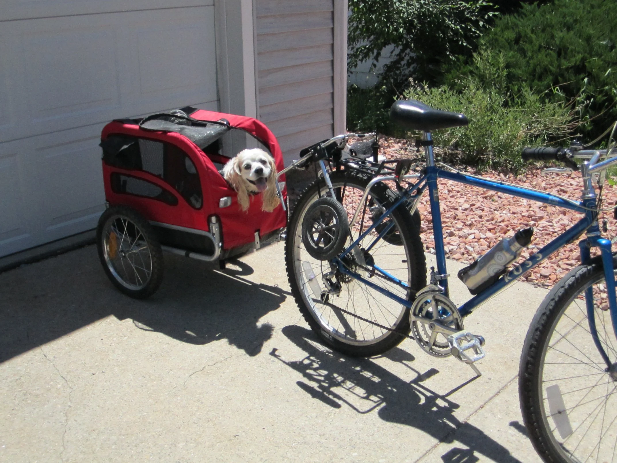 This is how we would get around town! I would ride my bike and pull Jack in the pet carrier (see the wheelchair on the back of the bike?!?!)