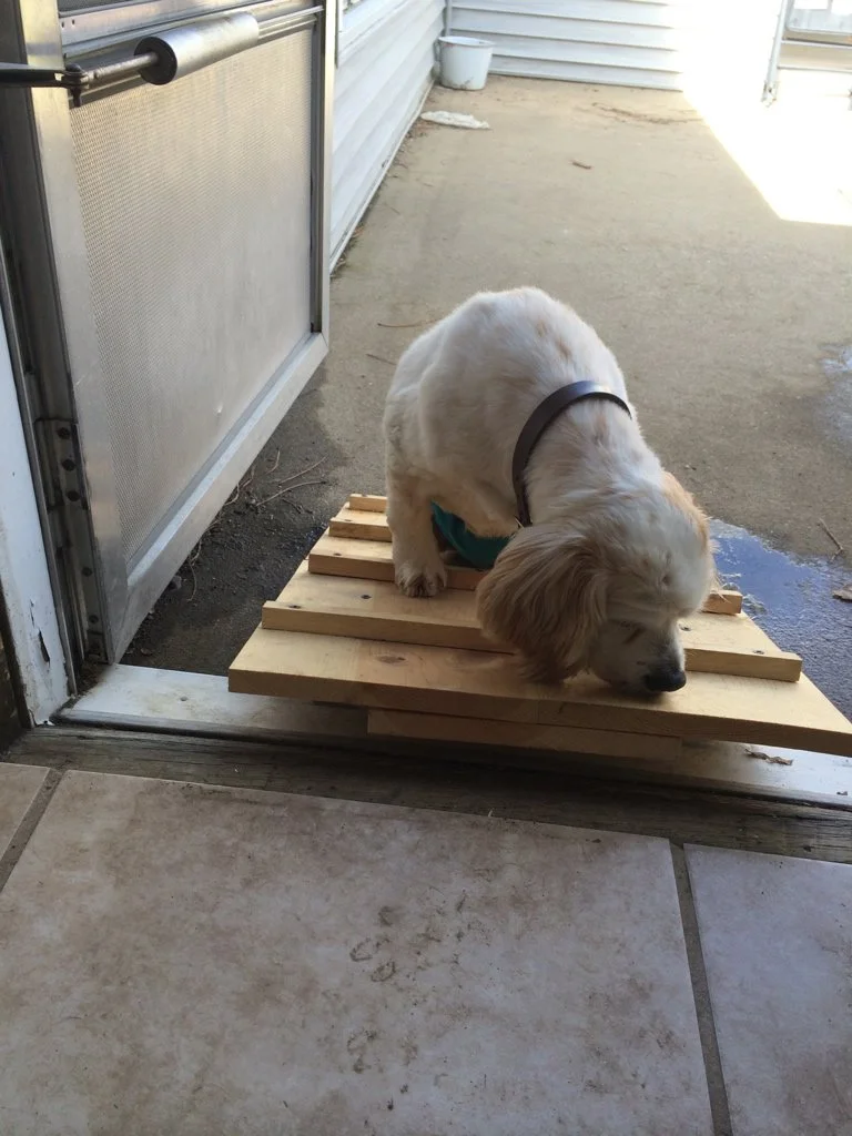 Jack was determined to get in and out of the house on his own...so we built him a ramp!