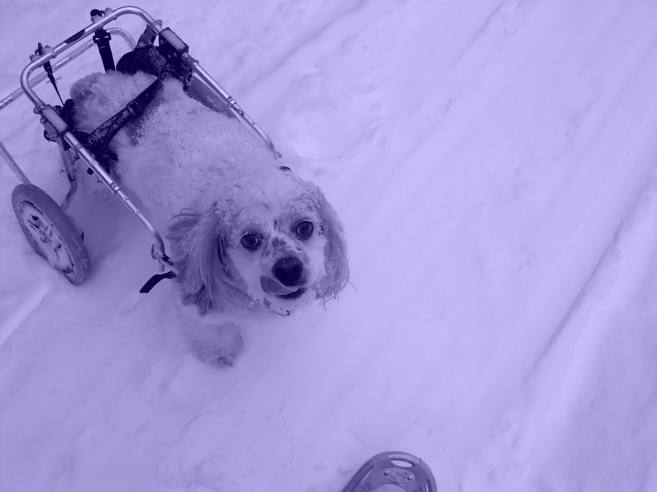Nothing stopped Jack...including the snow!