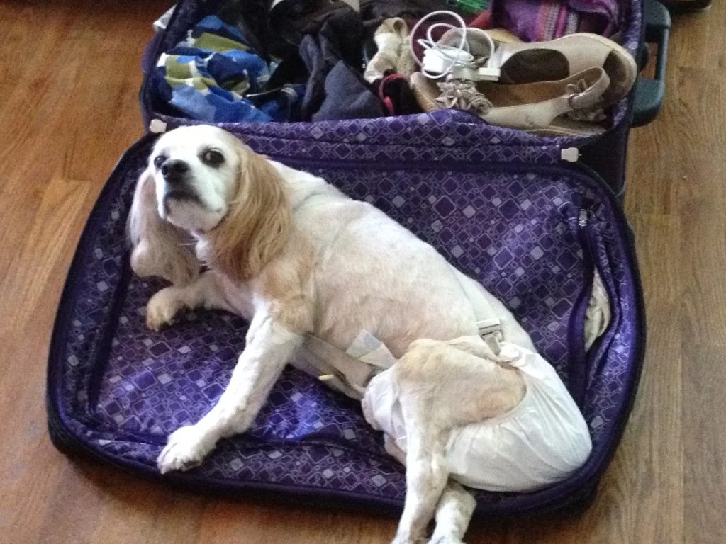 Jack was NOT happy when the luggage came out; he knew what that meant!