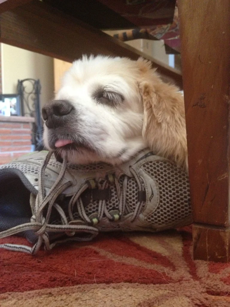 Jack was tired after a long day of hiking!