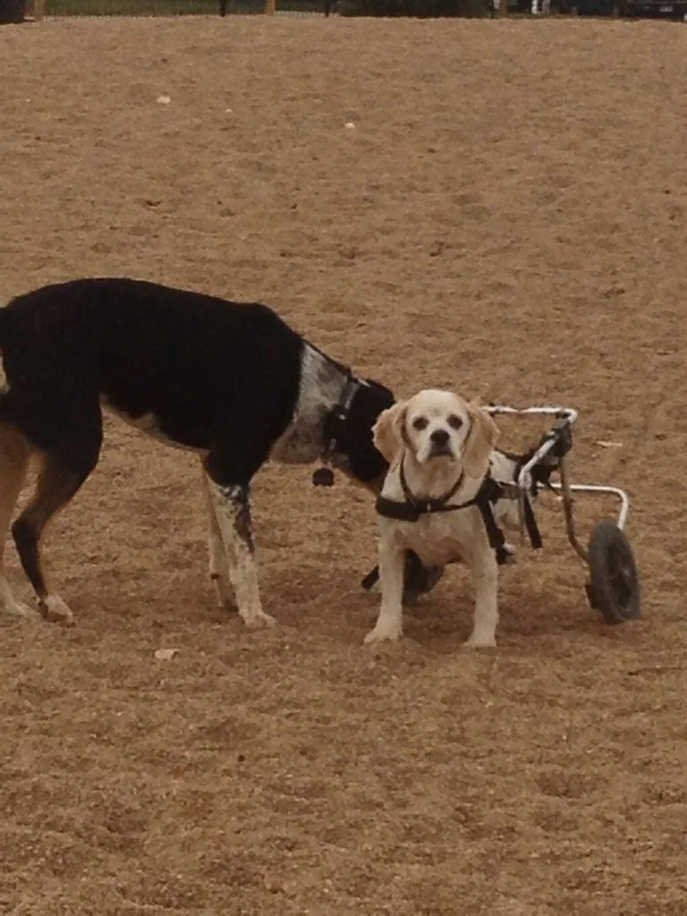 Jack and Chloe at the local dog park