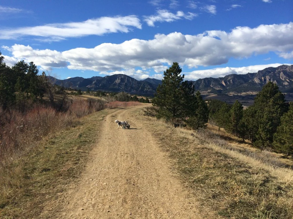 Beautiful Colorado...and Jack!