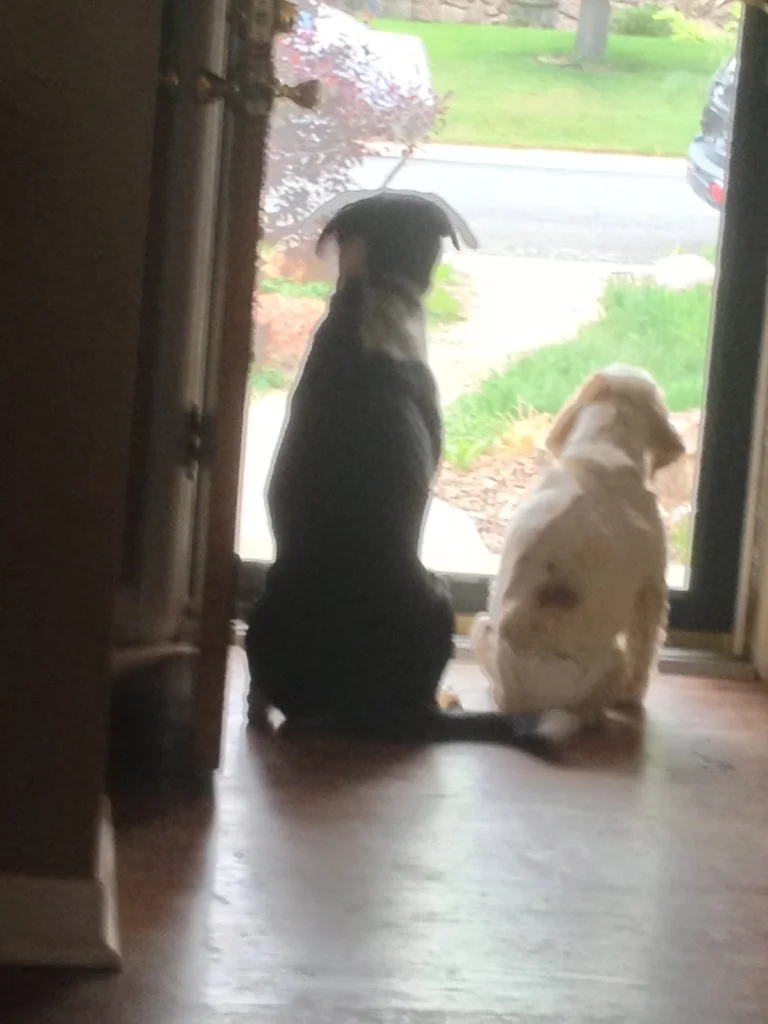 Awwww! Jack and Chloe looking outside together