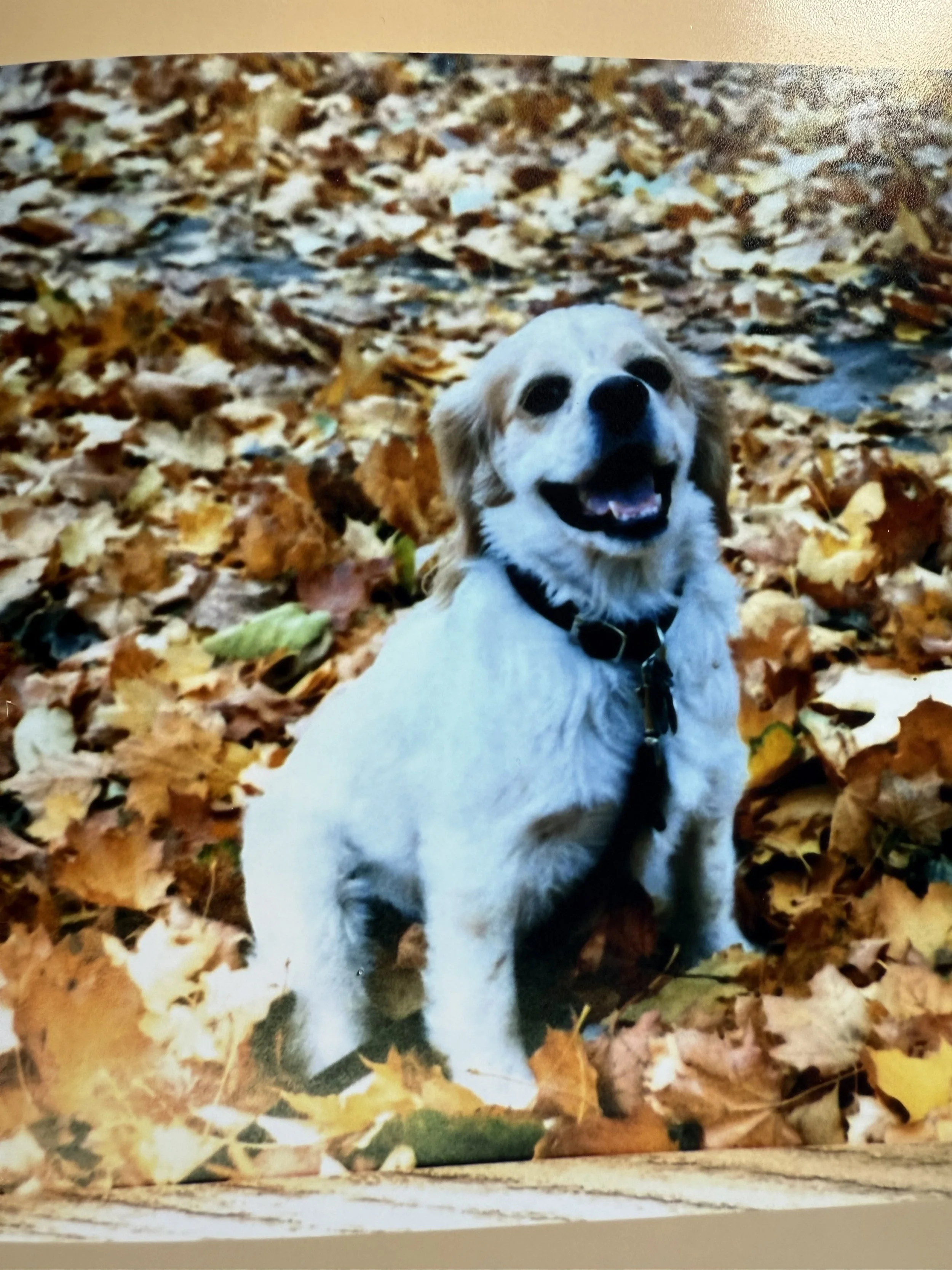 Jack in the fall Chicago leaves!