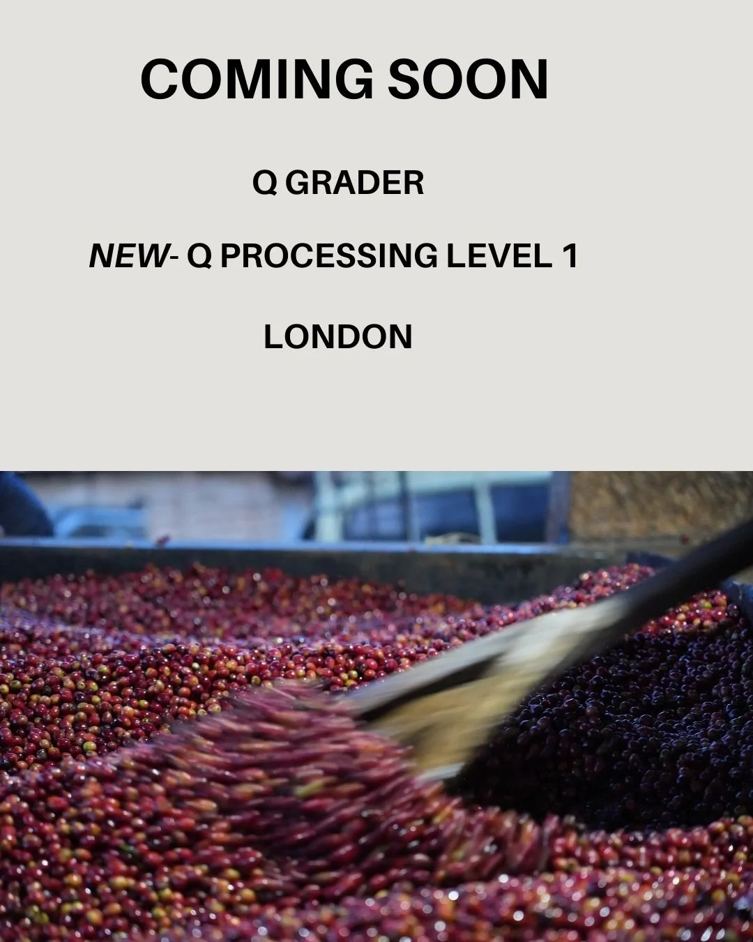 New courses in London! Q Grader &amp; Q Processing Level 1 courses available in April.
