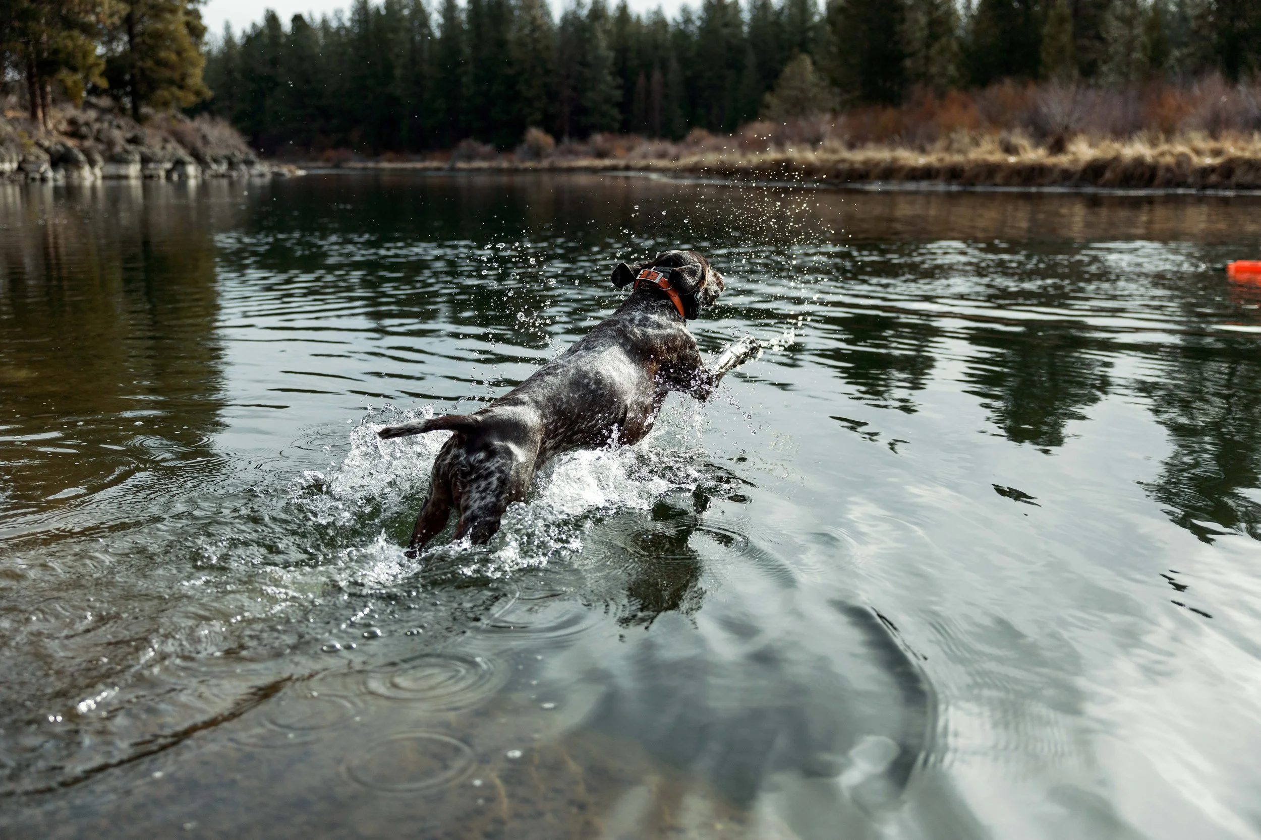 SBC dog training-27.jpg