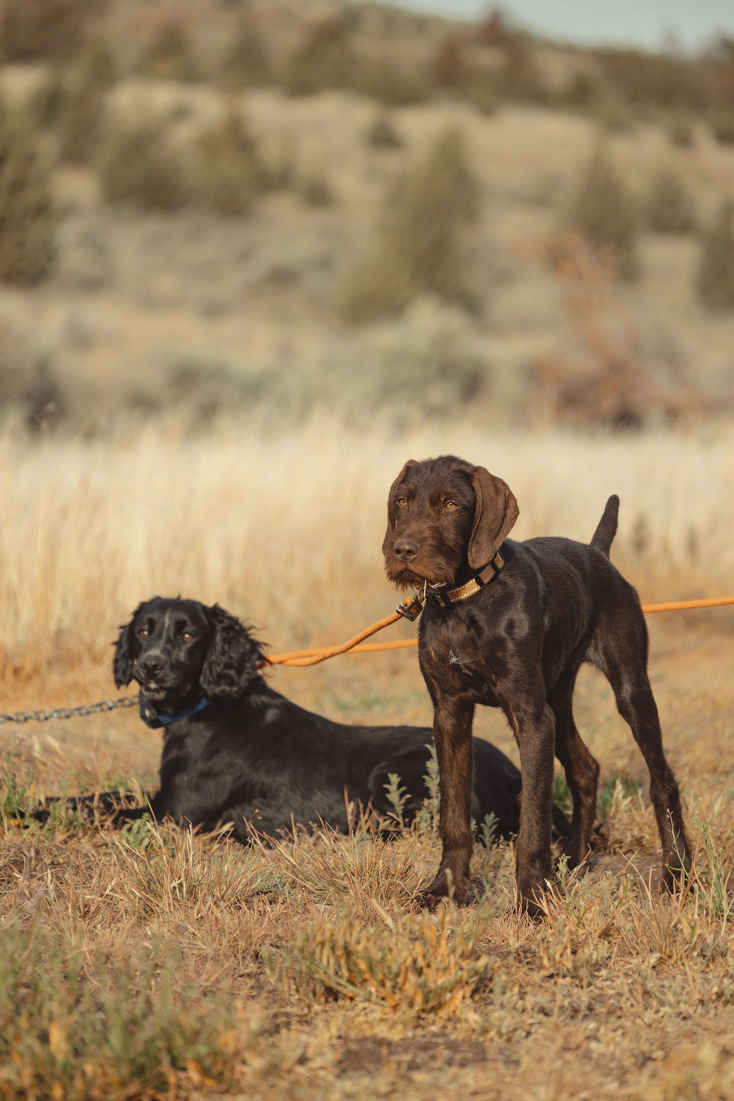 SBC Dog Training-3.jpg