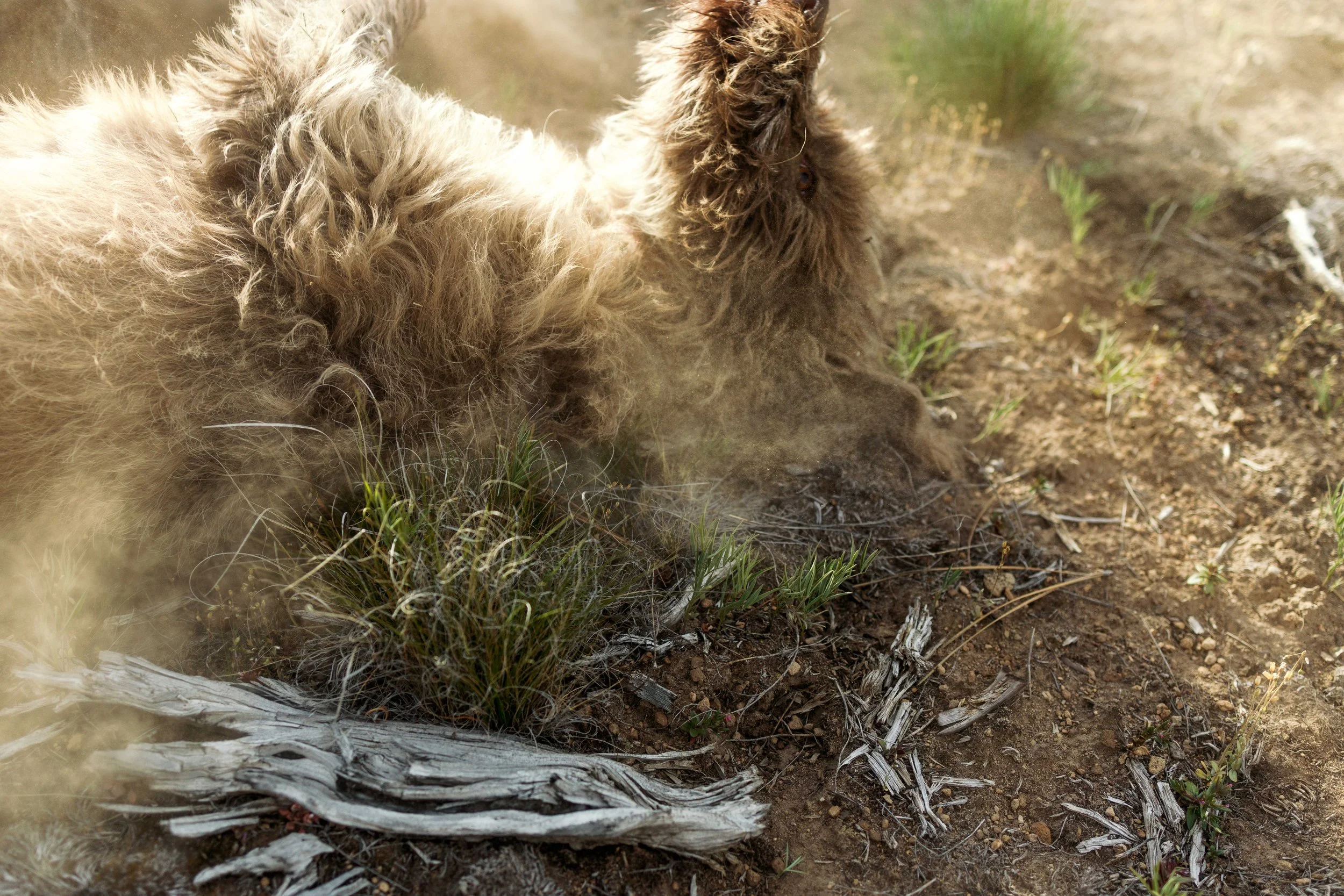 SBC Dogs-38.jpg