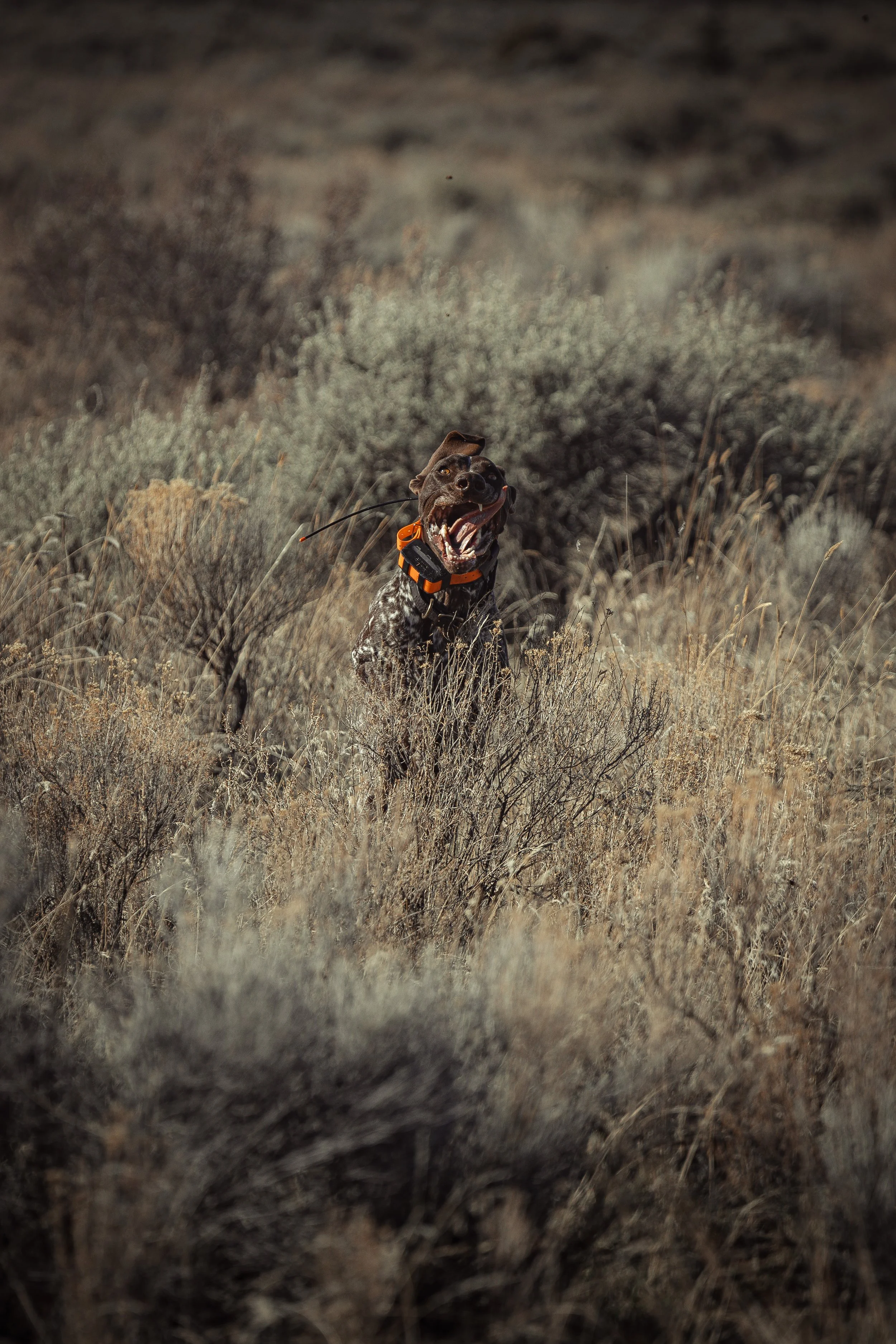 SBC Dog Training.jpg