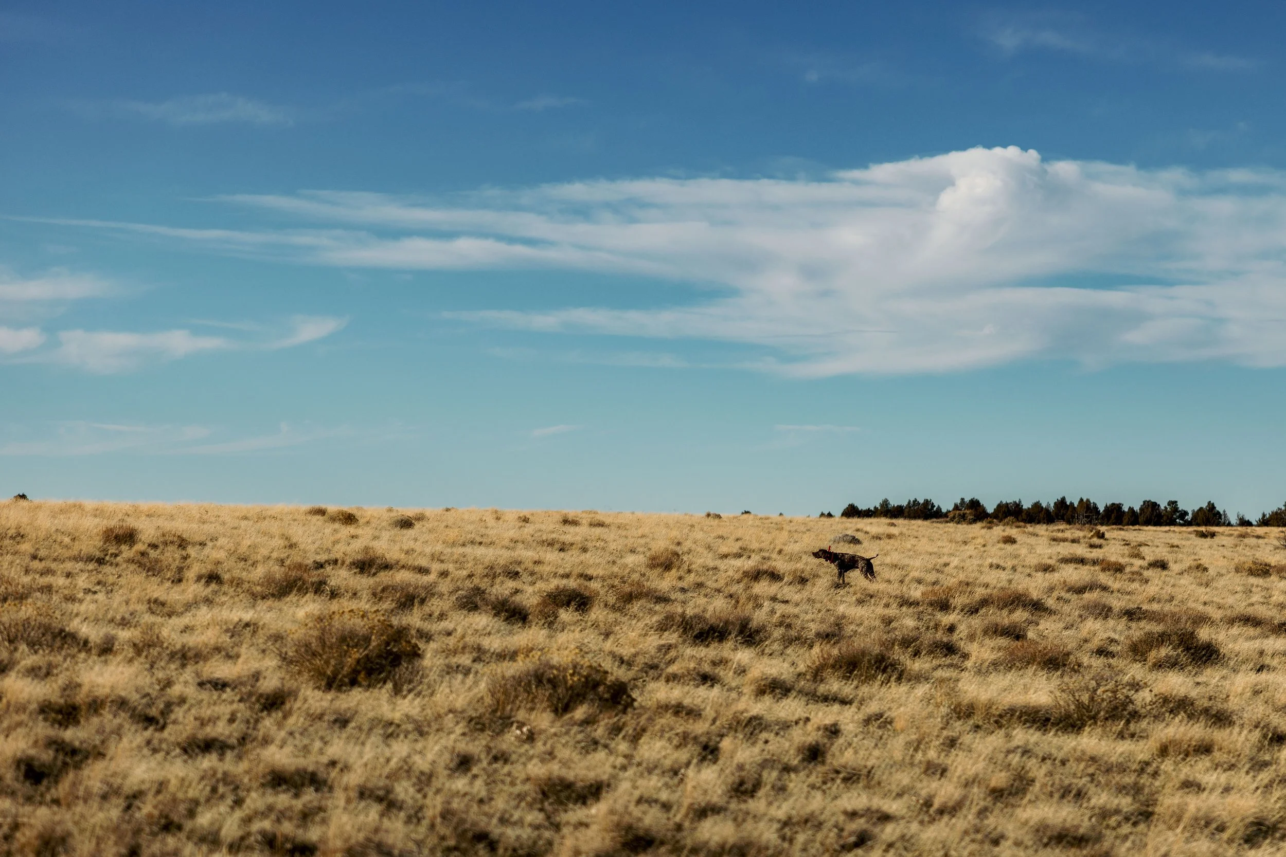 SBC Field Photos-7.jpg