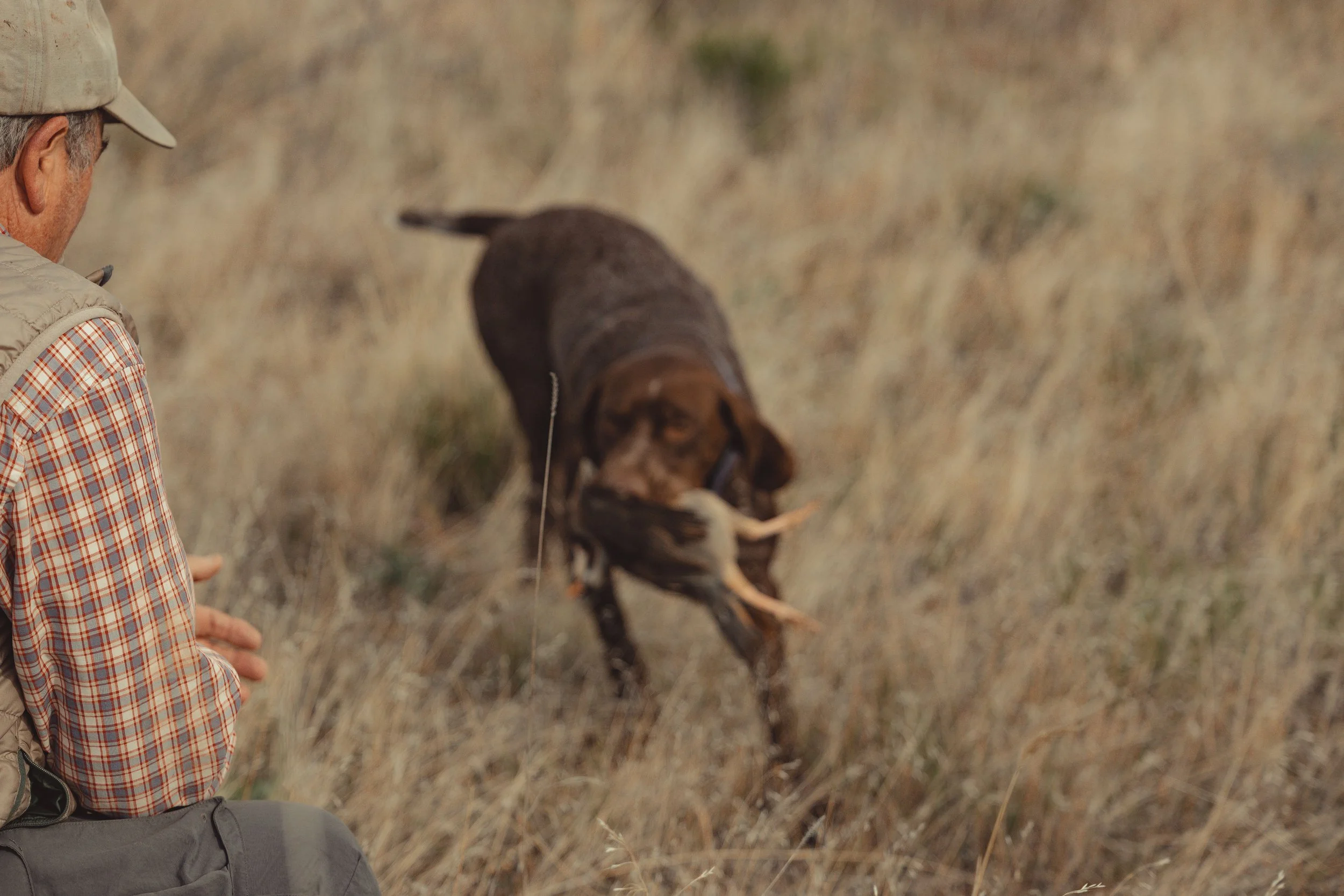 SBC Dog Training-4.jpg