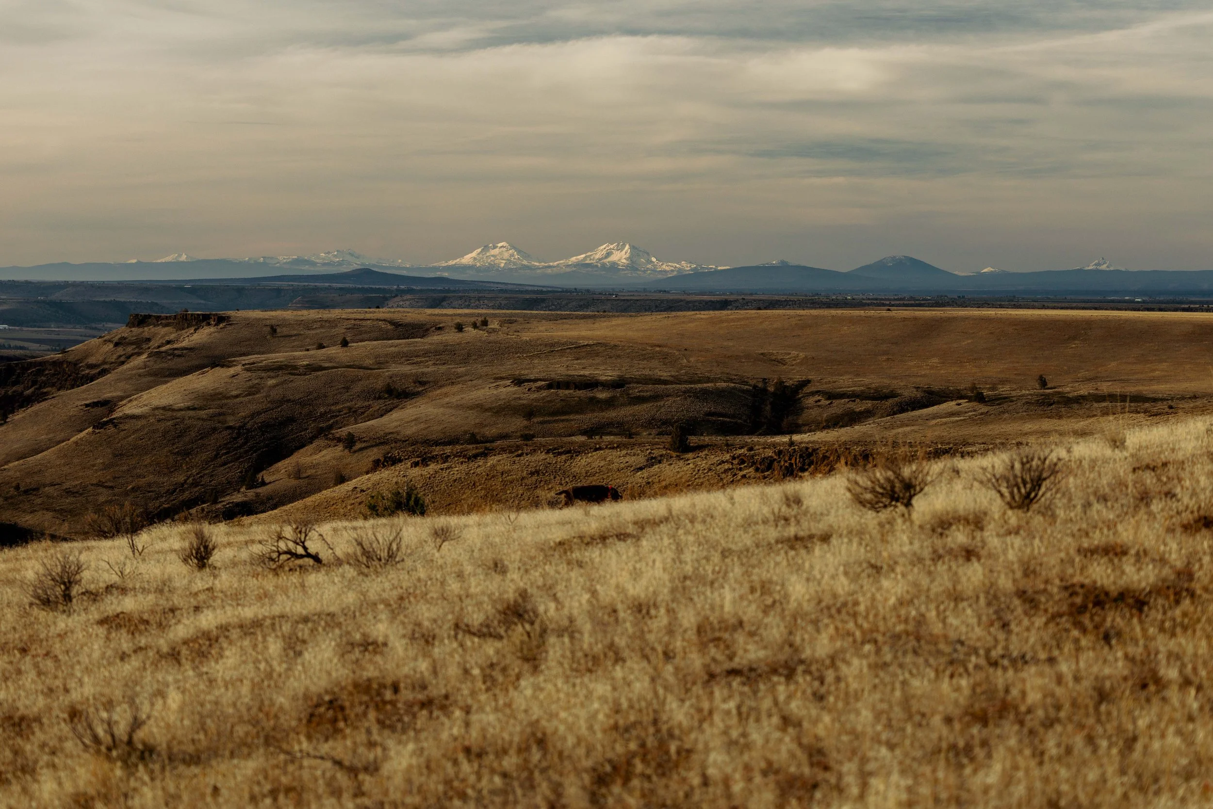 SBC Landscapes-16.jpg