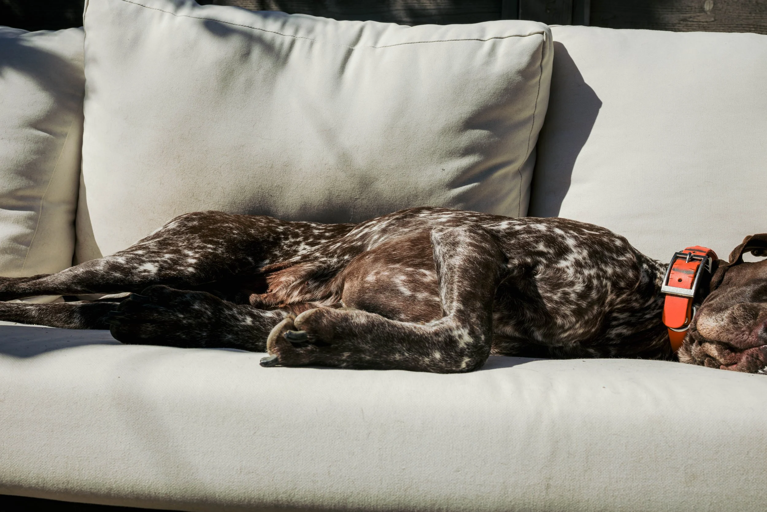 SBC Dogs-35.jpg