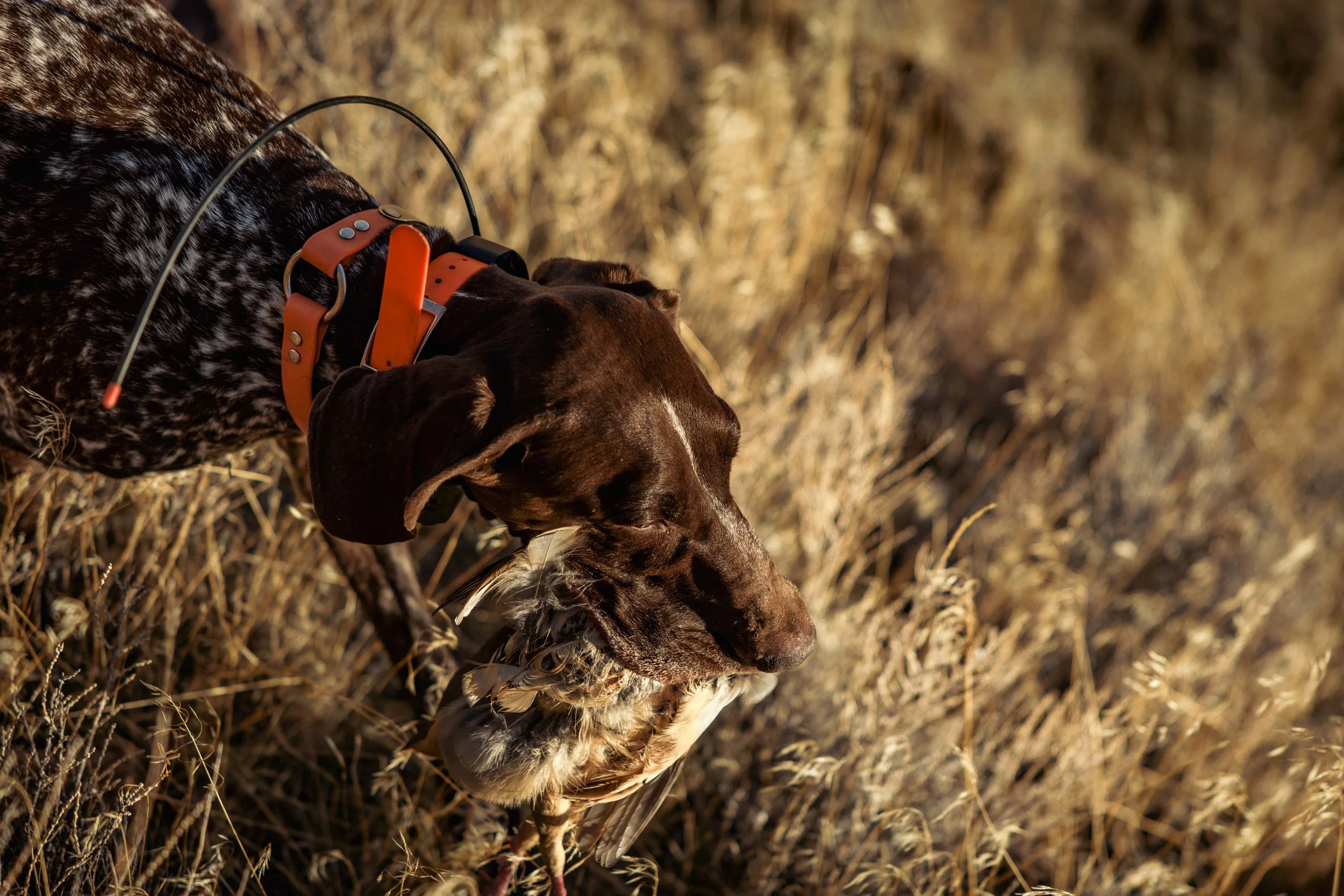 SBC field photos-8.jpg