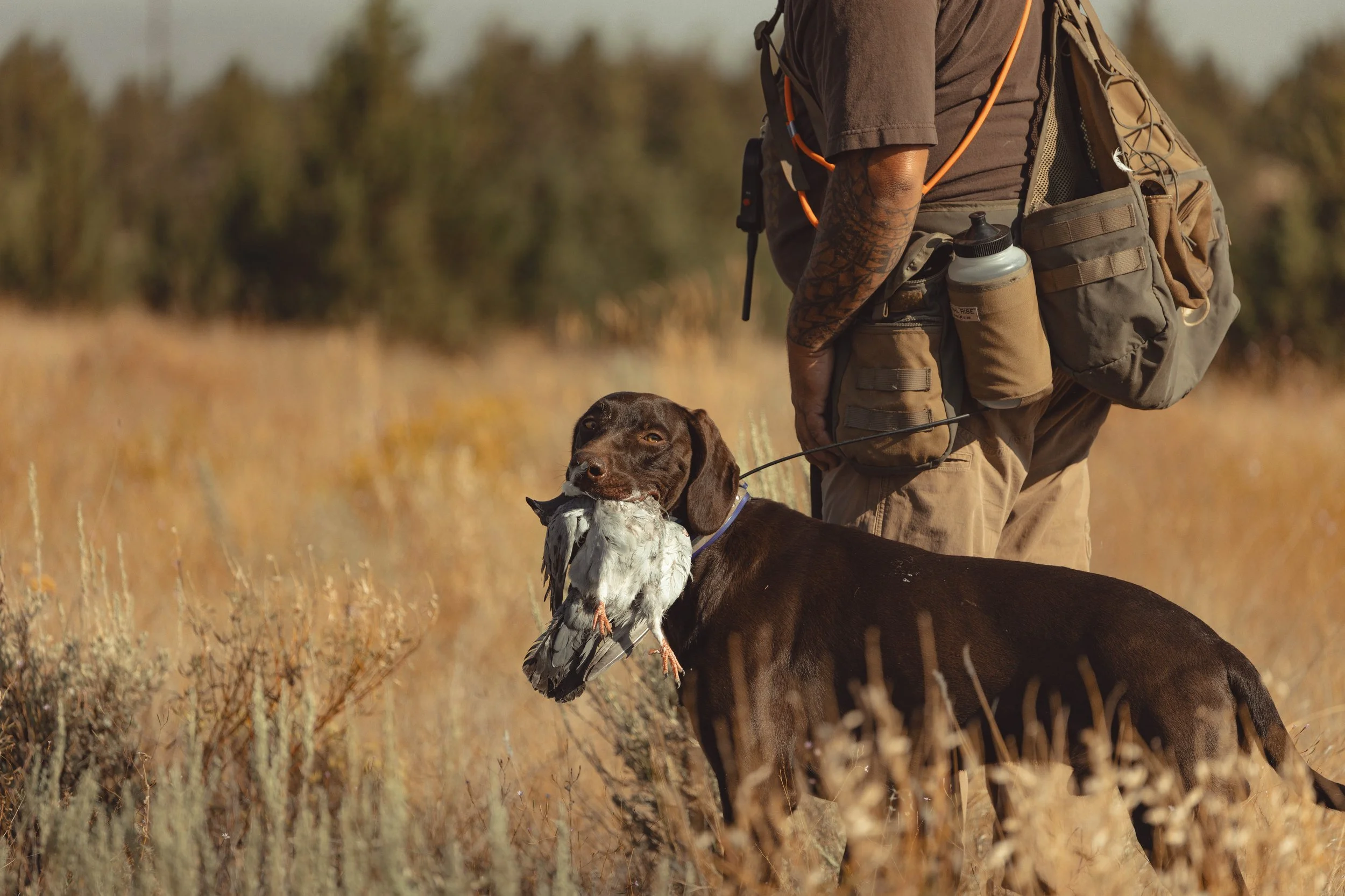 SBC Dog Training-12.jpg