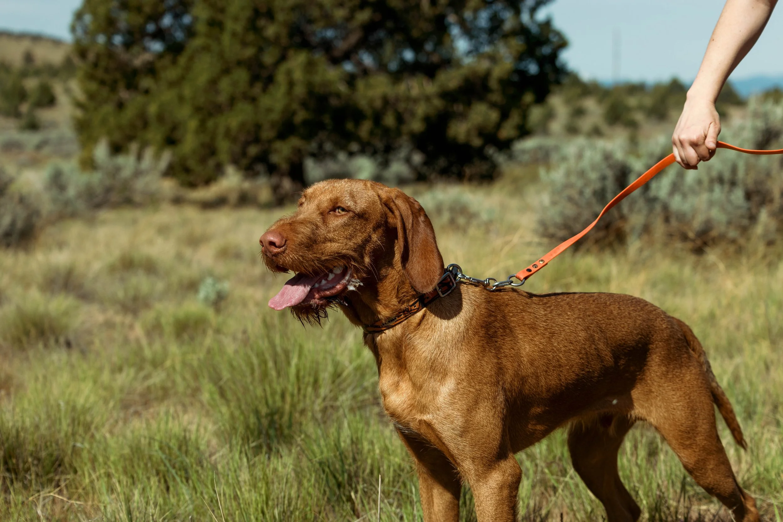 SBC NAVHDA 5-9-26-46.jpg