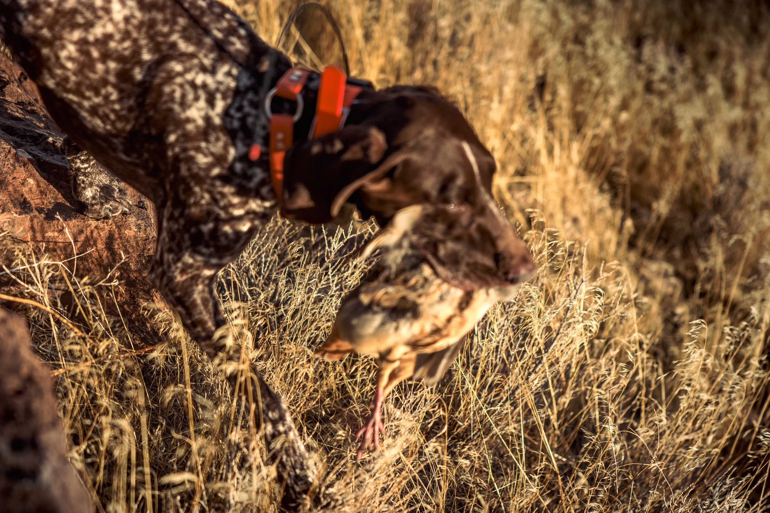 SBC Field Shots-22.jpg