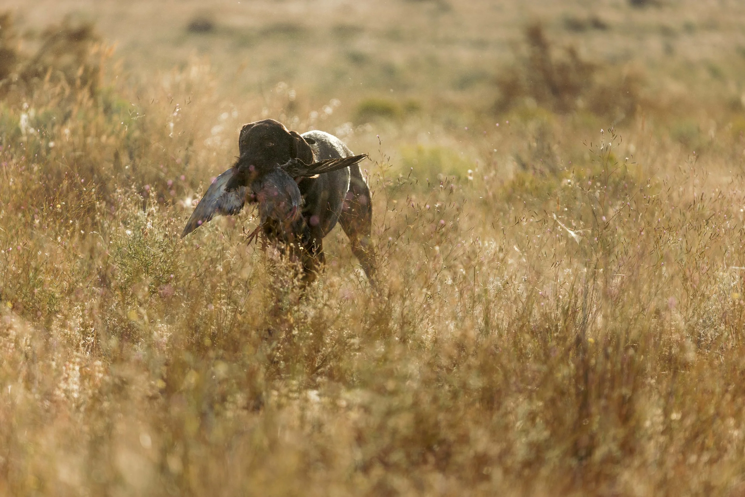 SBC Dog Training-7.jpg