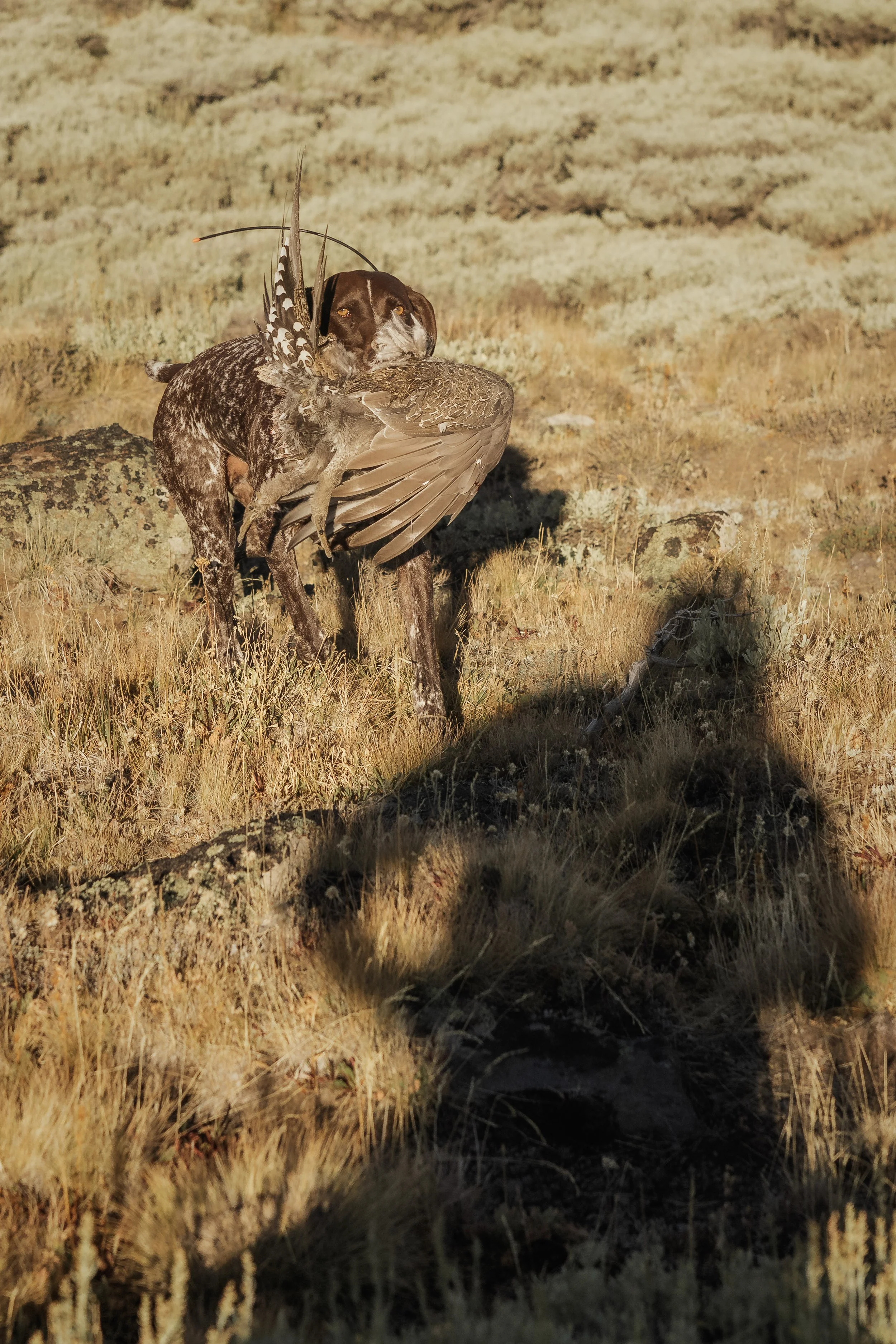 WFH_Steens_Deadbird-3.jpg