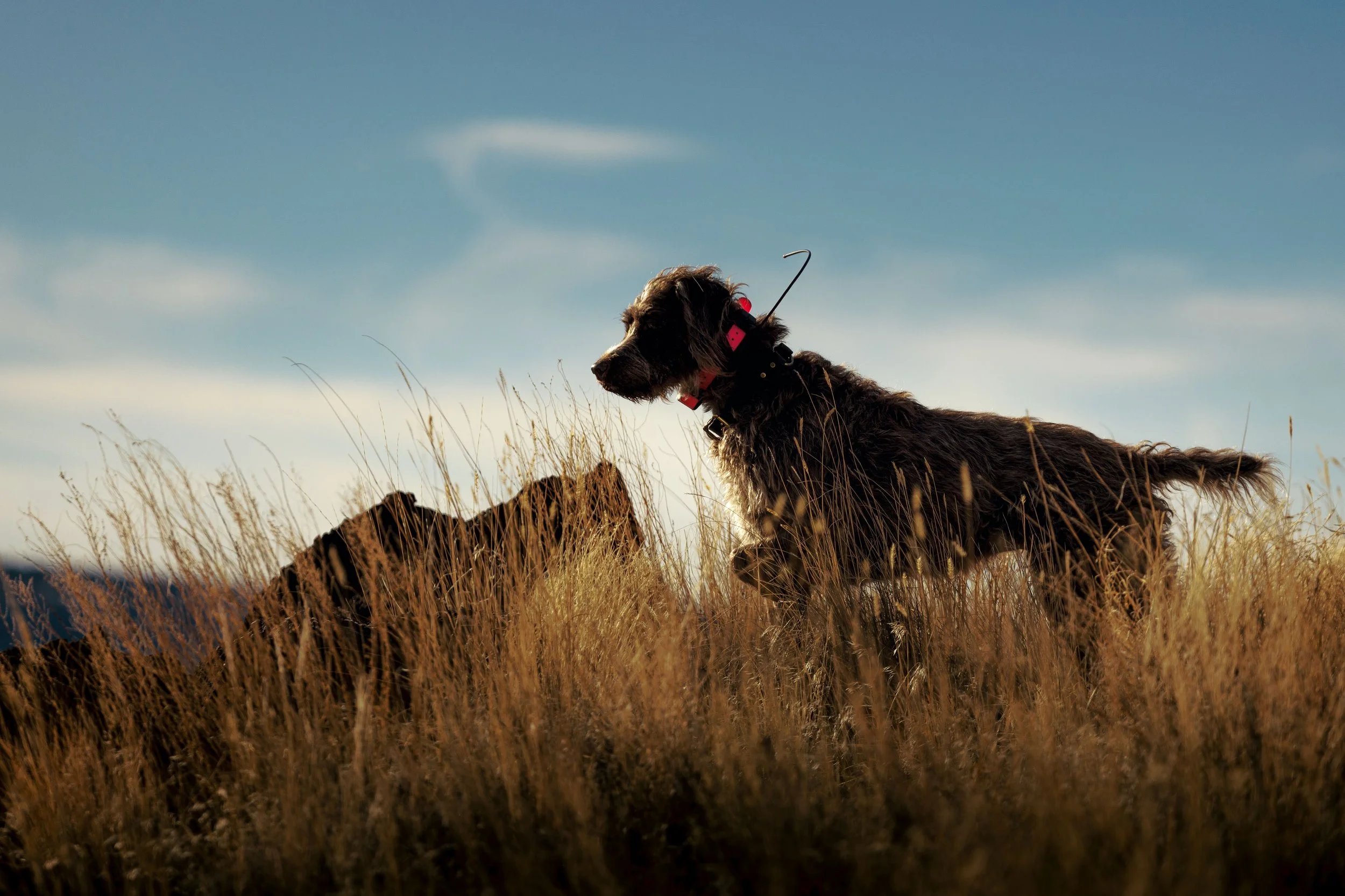 SBC Field Shots-40.jpg