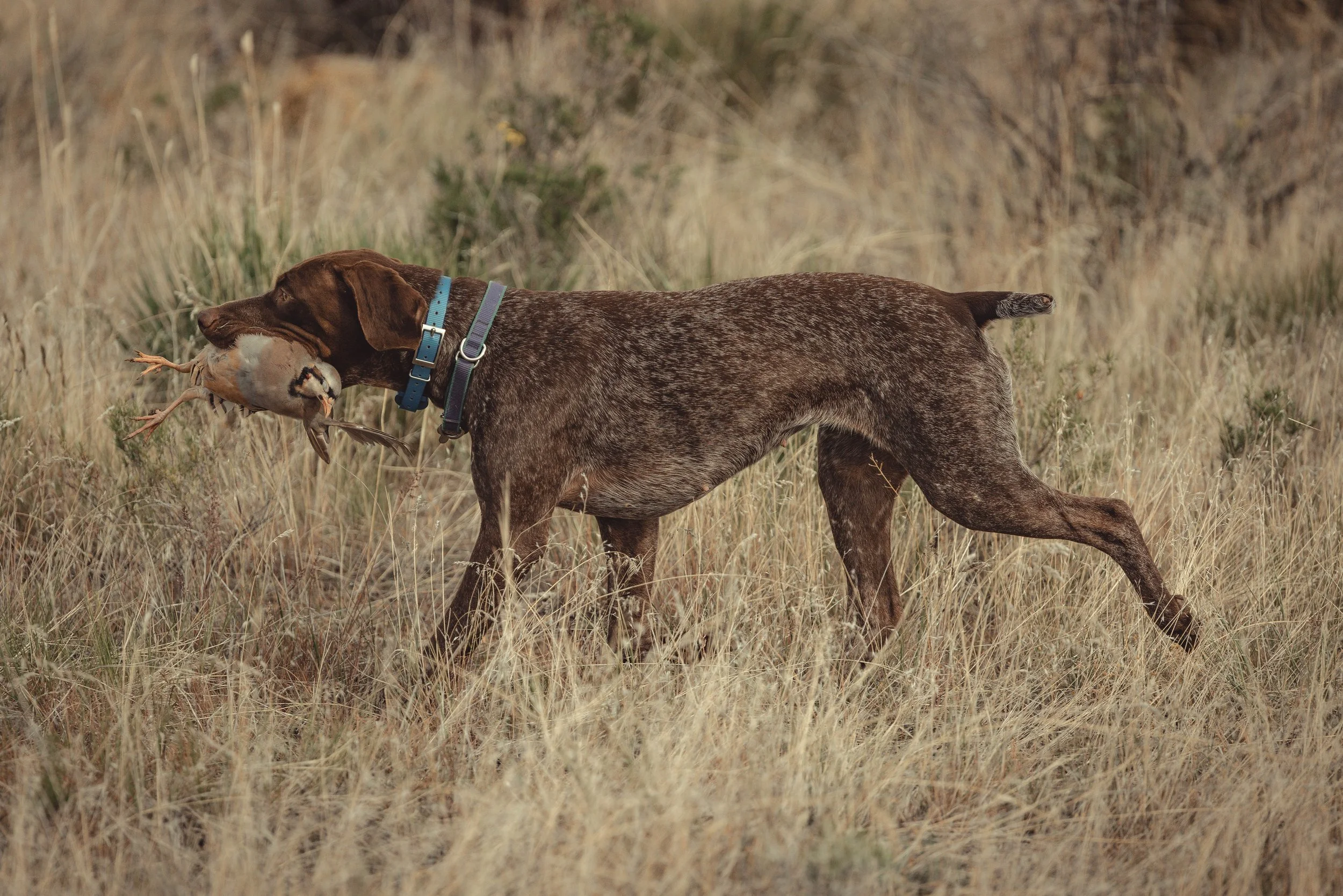 SBC dog training-32.jpg