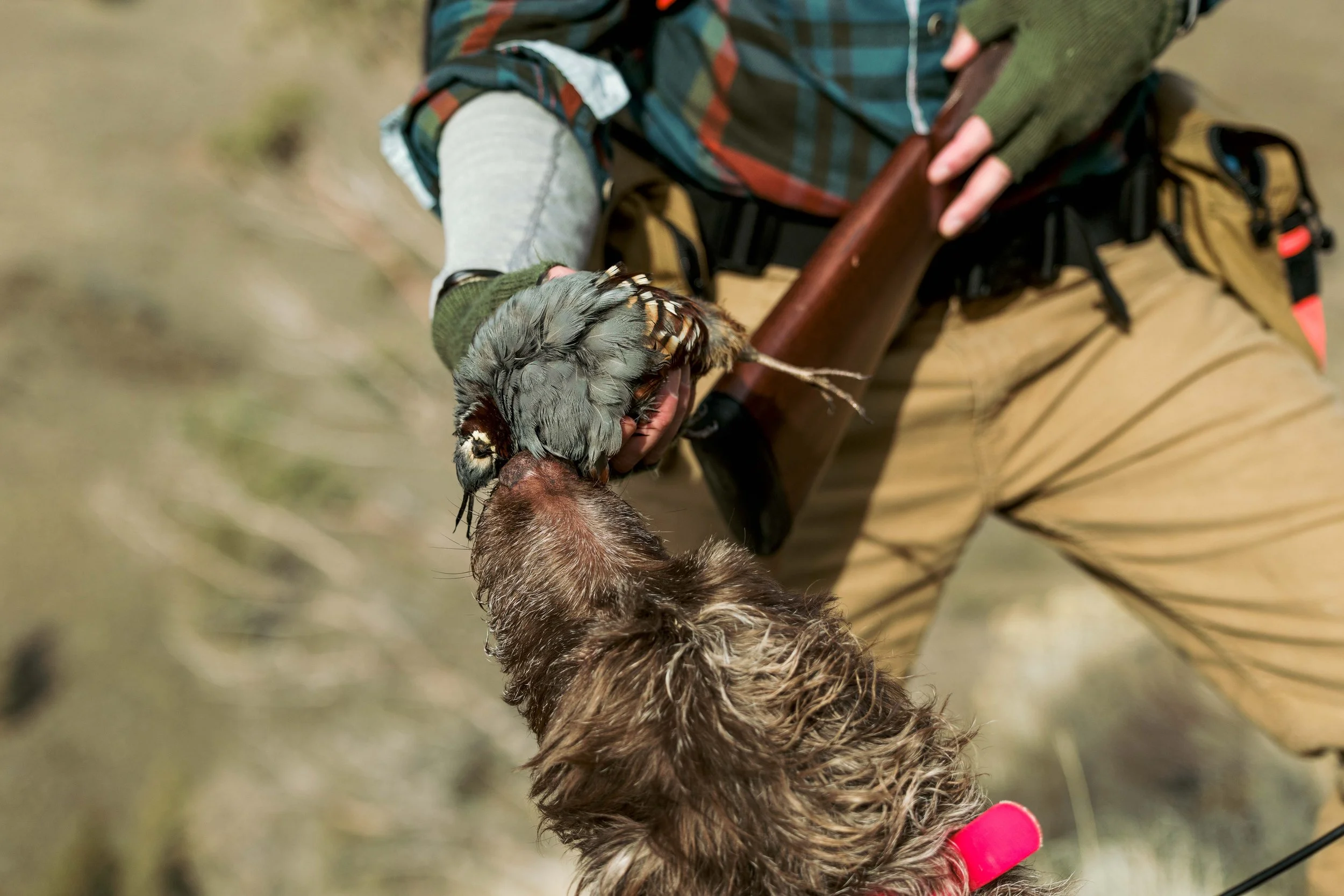 SBC Field Photos-2.jpg