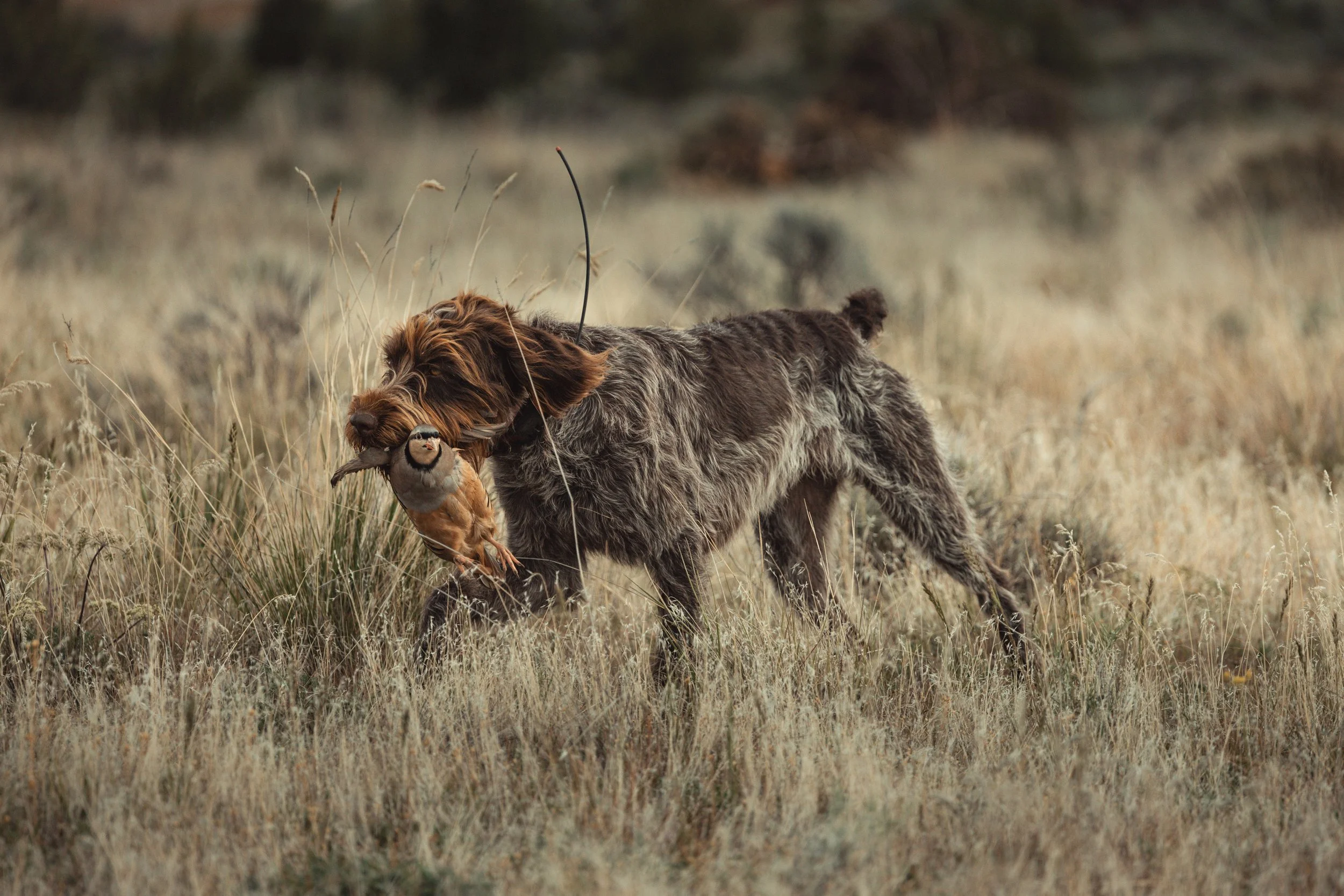 SBC Dog Training-2.jpg