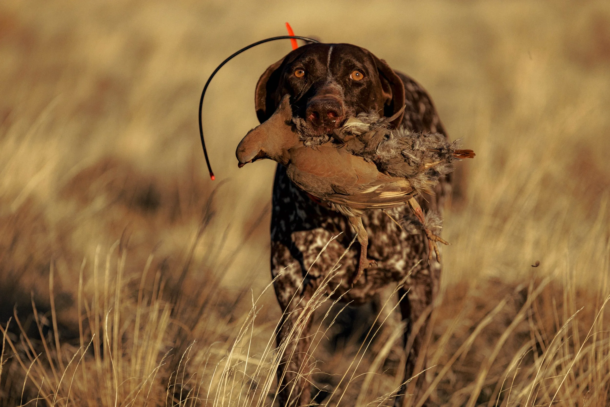 SBC Field Shots-34.jpg