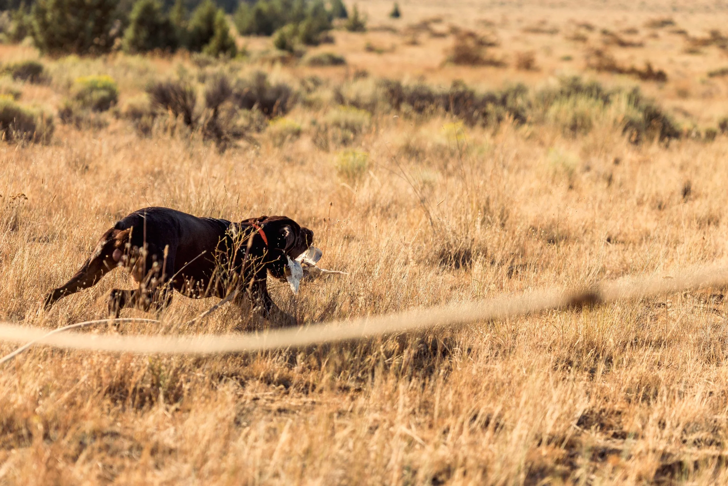 SBC Dog Training-10.jpg