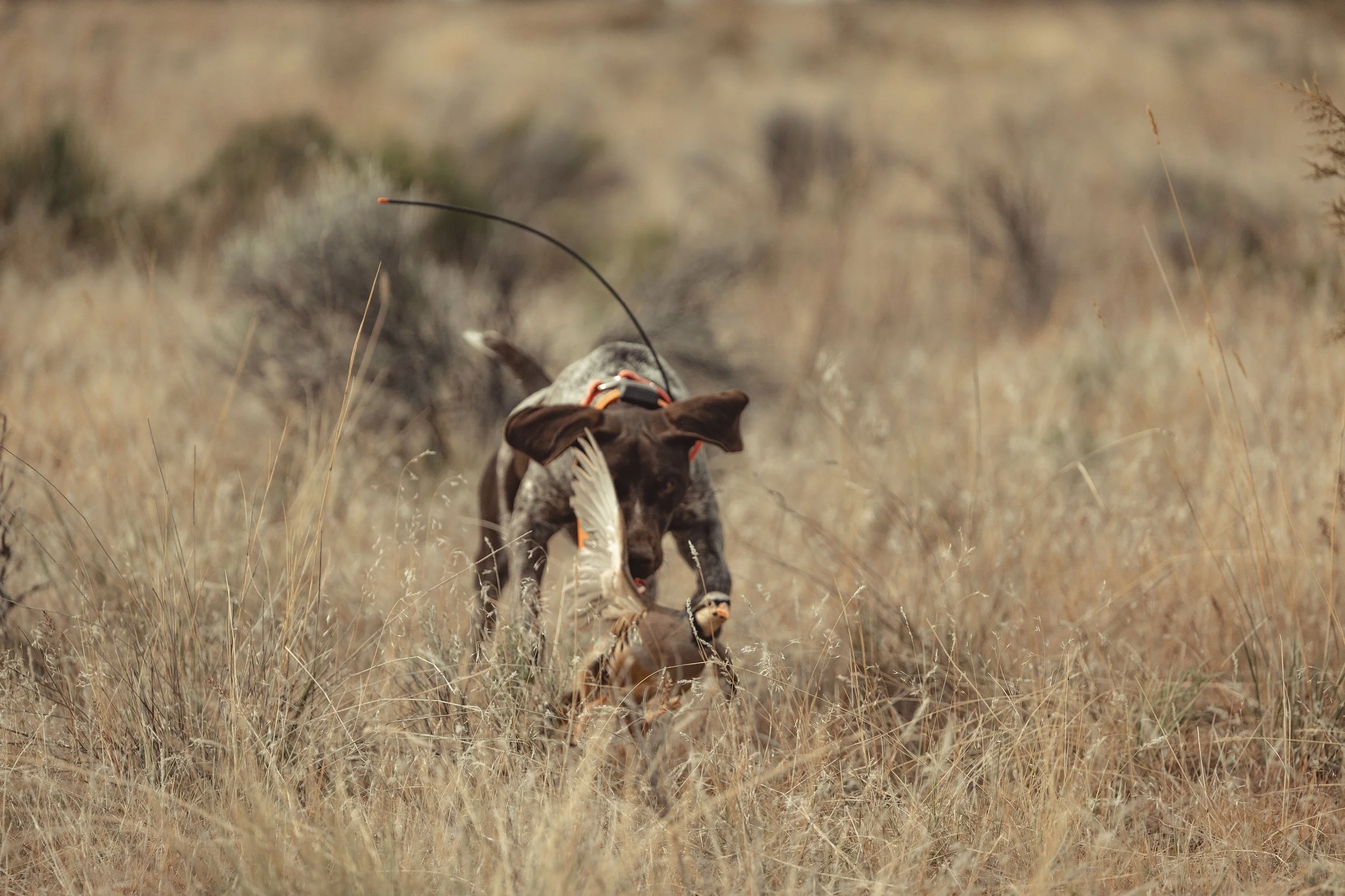 SBC dog training-29.jpg