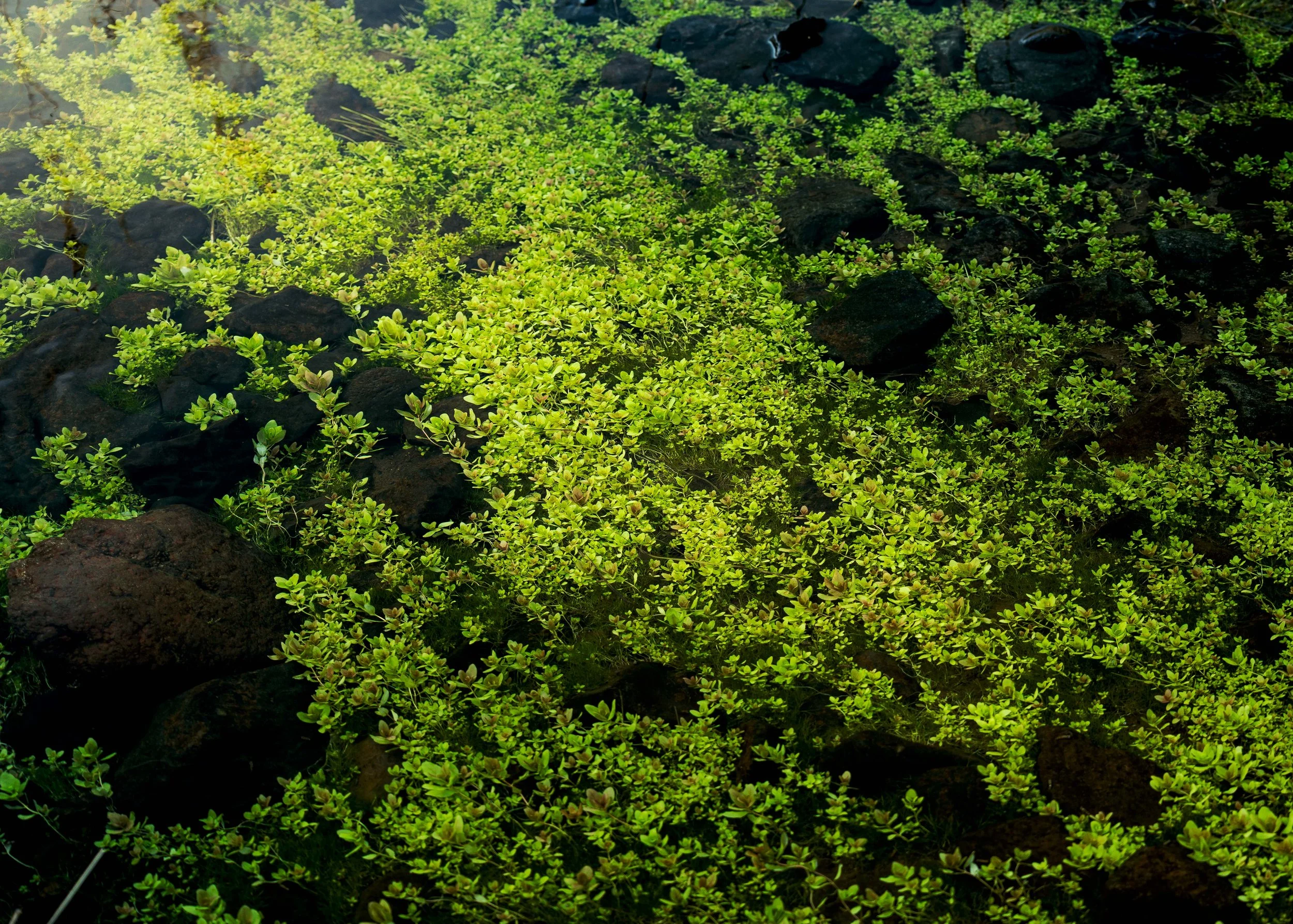 SBC landscapes-6.jpg