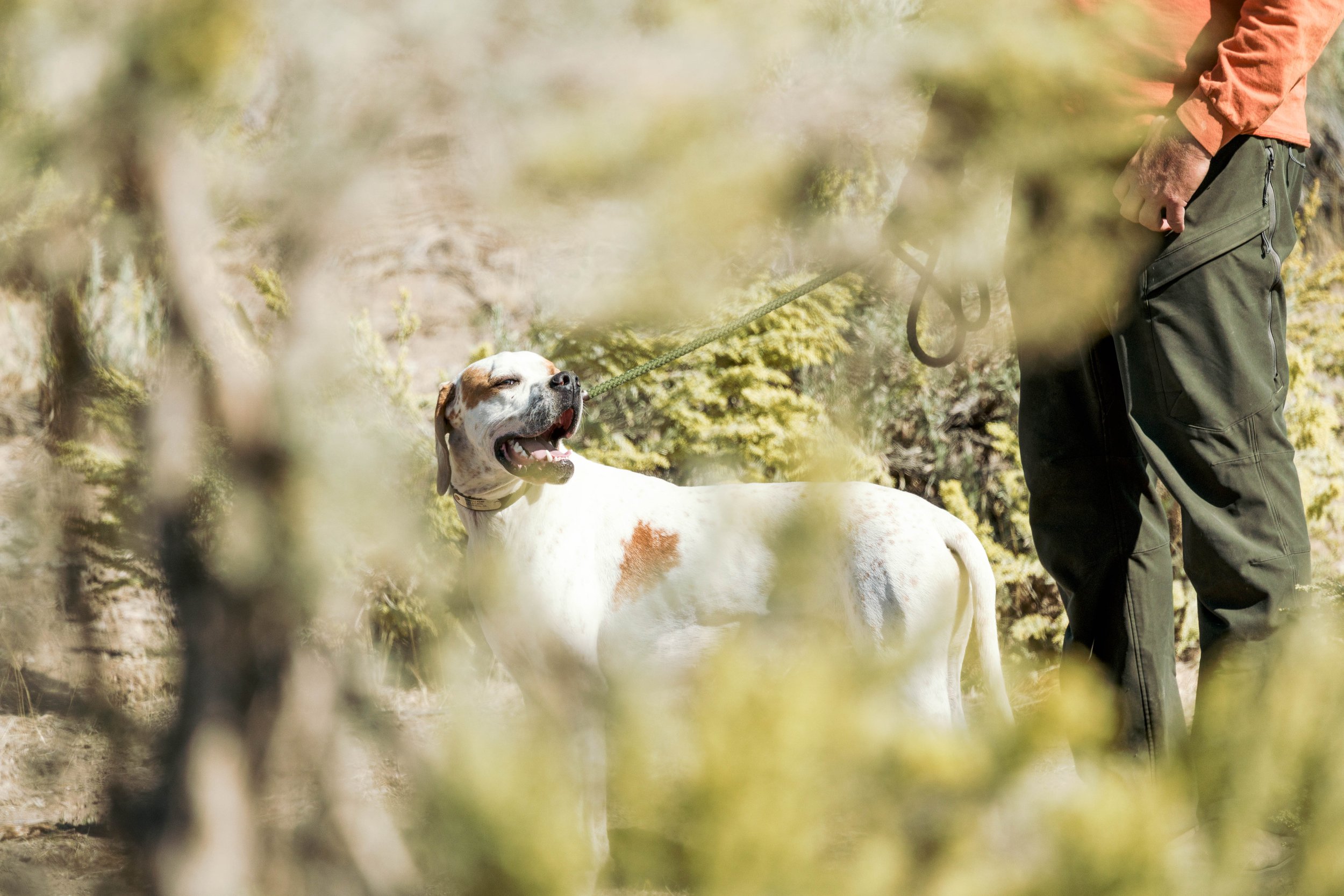 SBC Dog Training-19.jpg