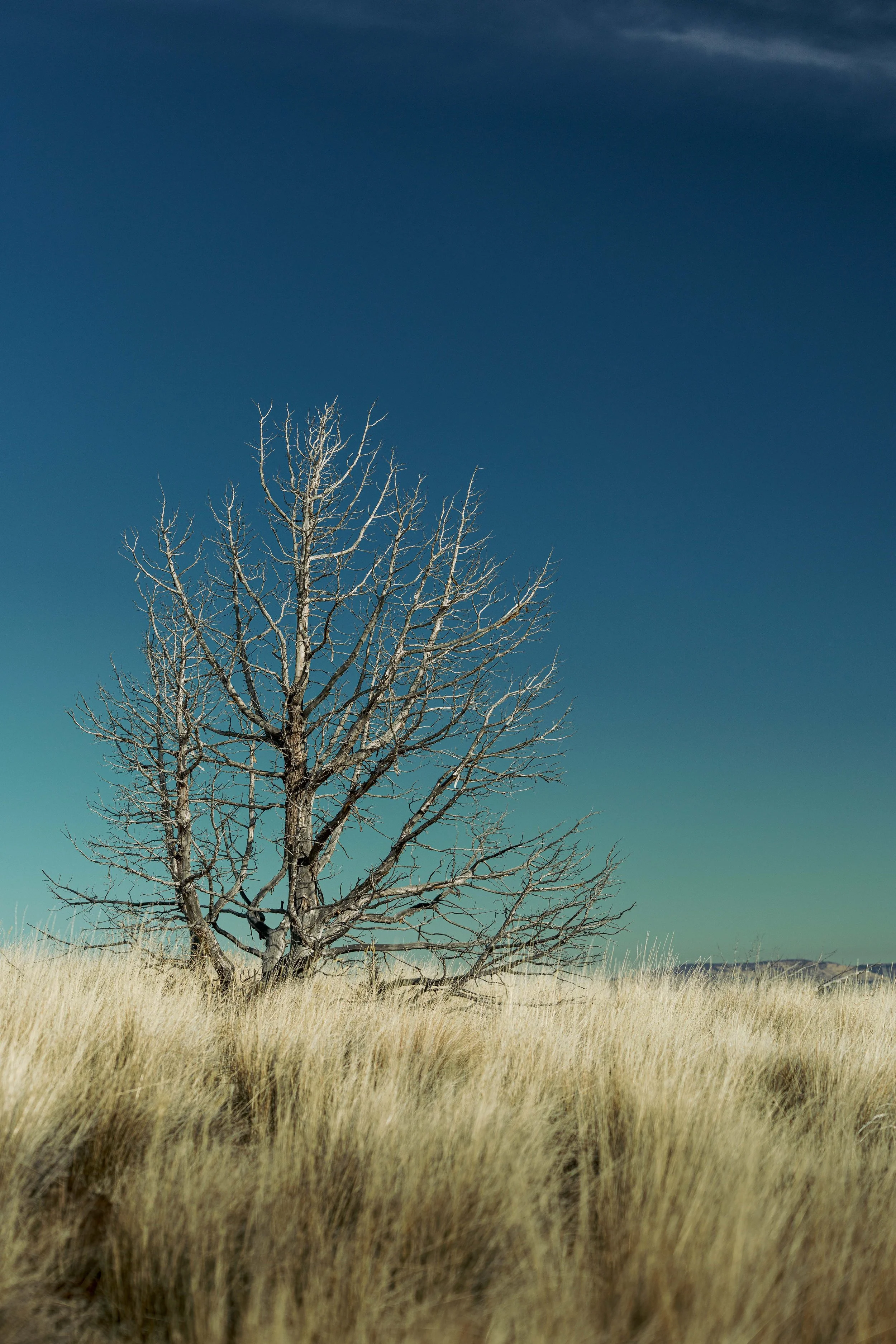 SBC Landscapes-19.jpg