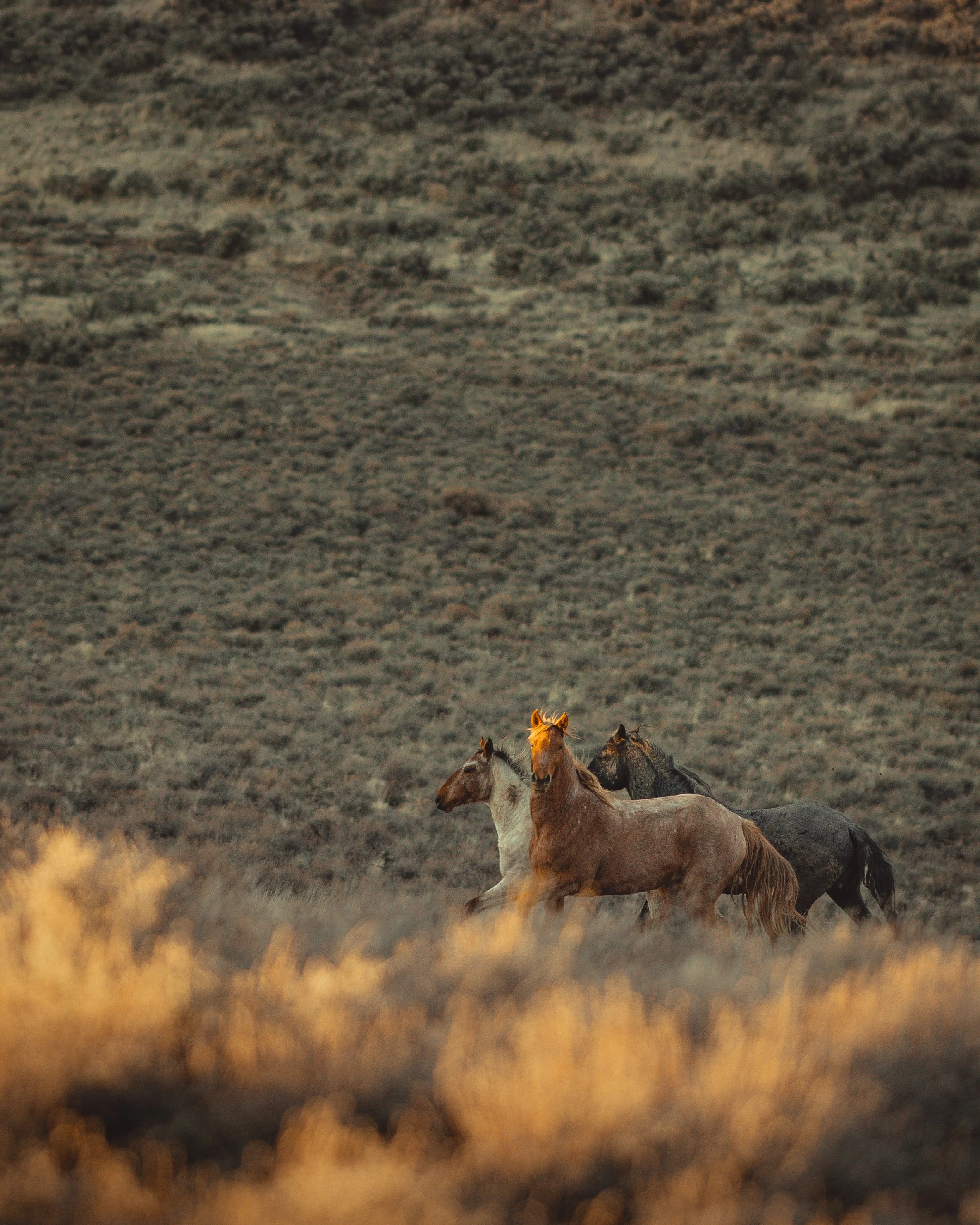 SBC Landscapes-2.jpg