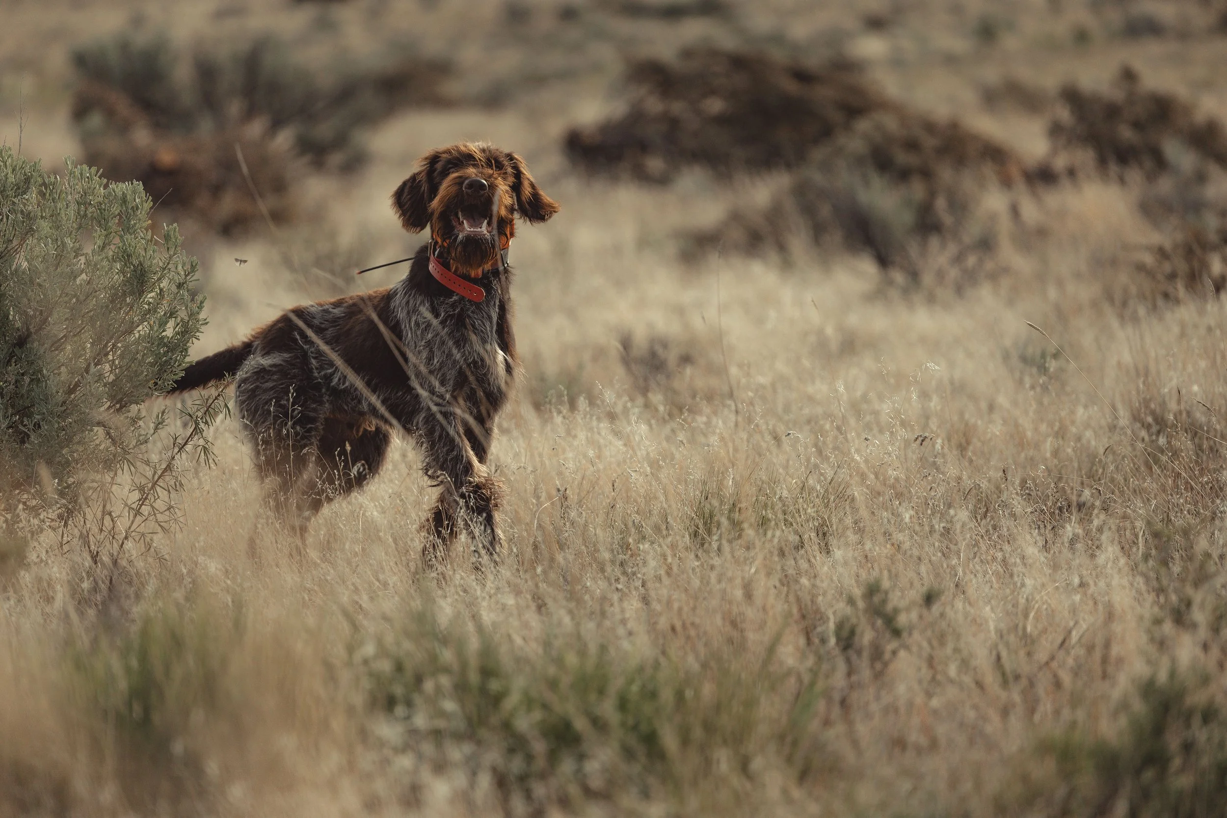 SBC Dog Training-2.jpg