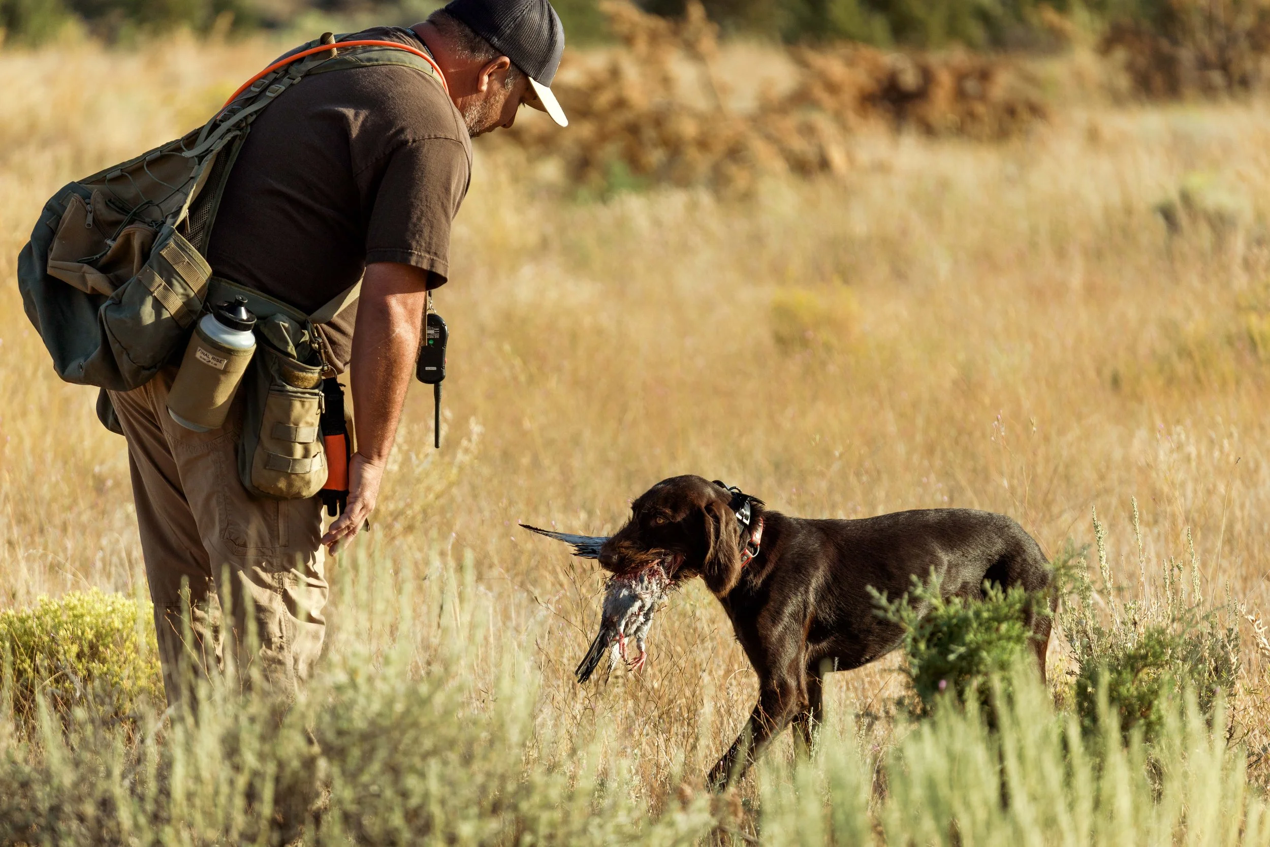 SBC Dog Training-8.jpg