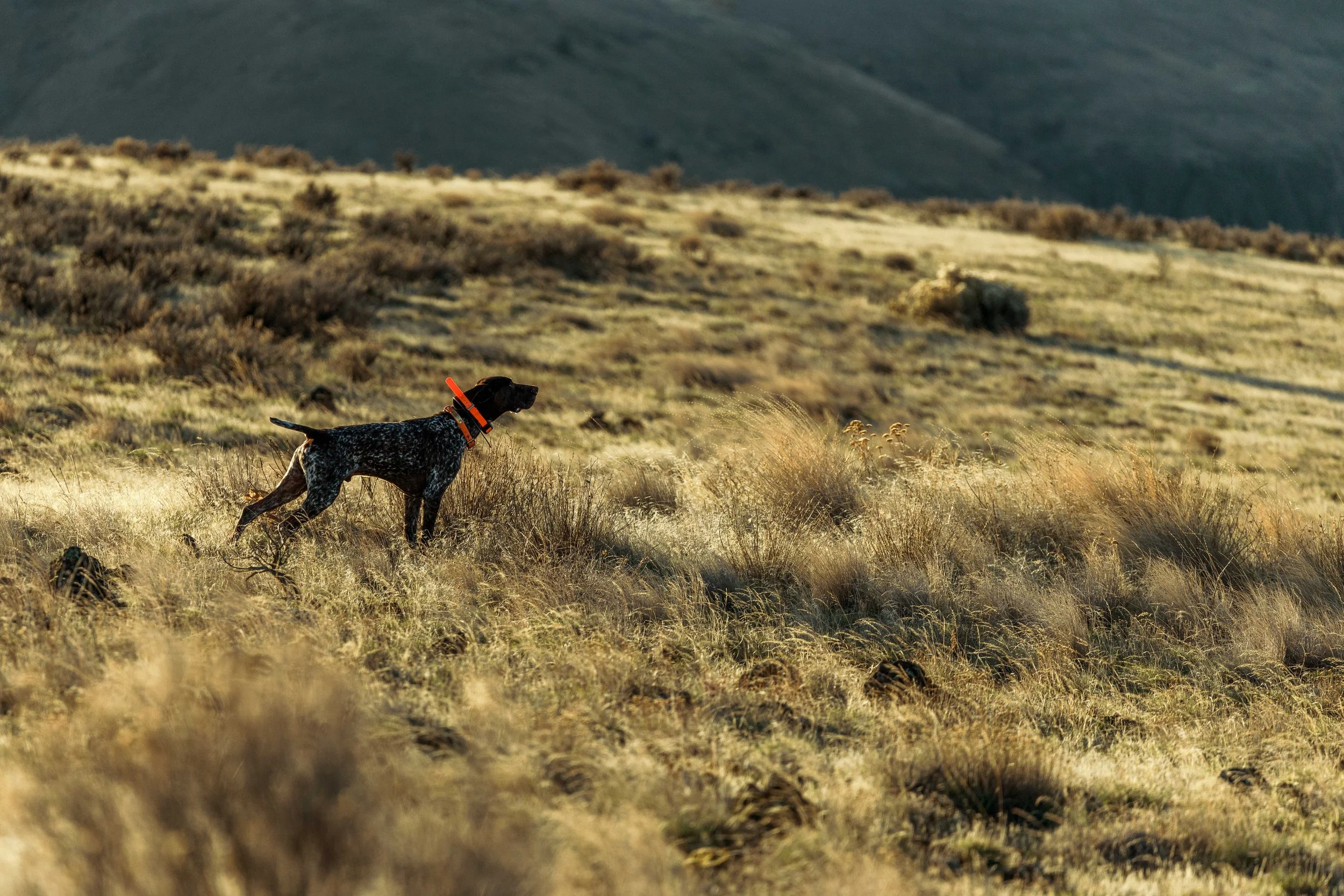 SBC Field Photos-4.jpg