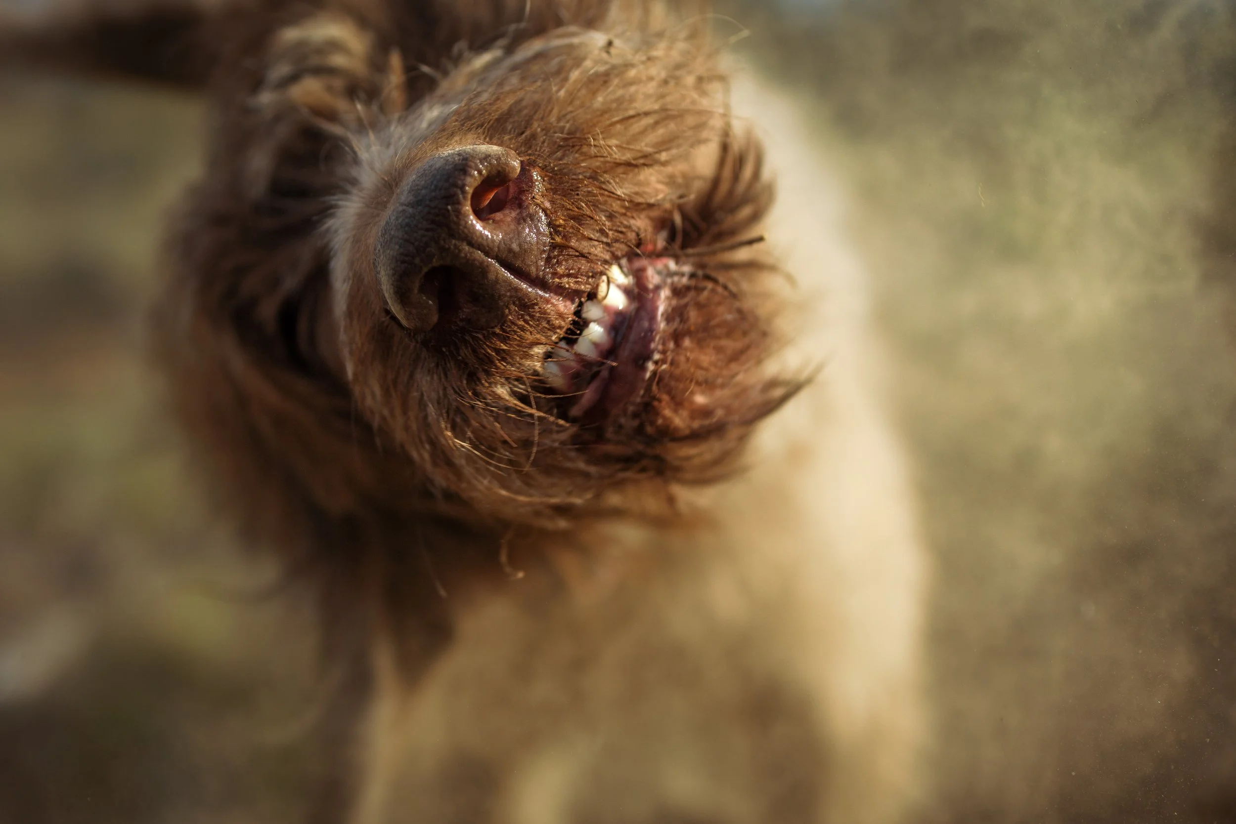 SBC Dogs-42.jpg