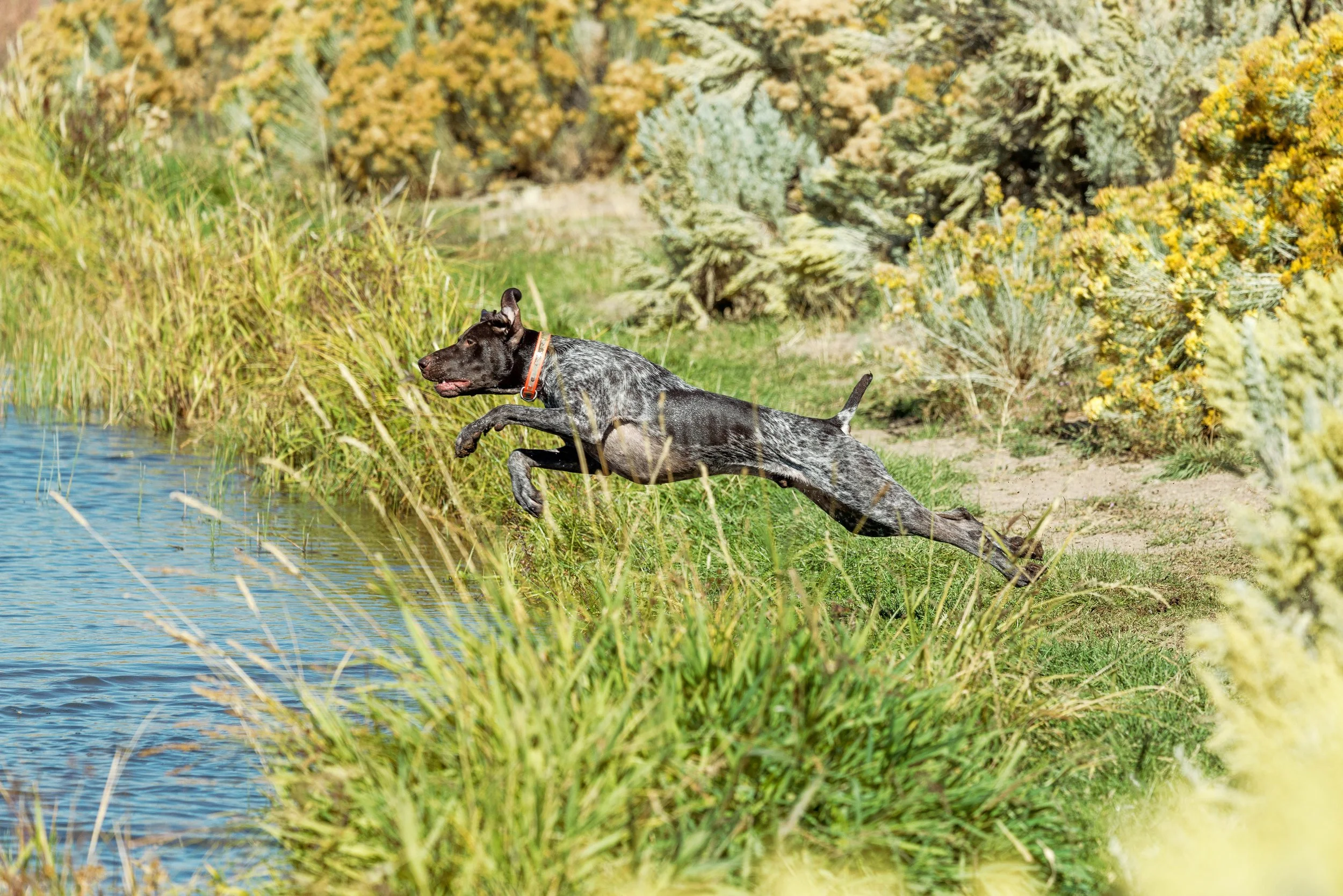 SBC Dog Training-18.jpg