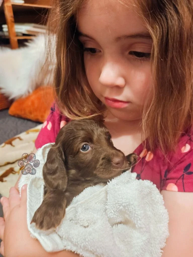 chocolate mini dachshund puppy for sale in Eugene Oregon